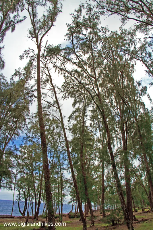 Ironwood Trees
