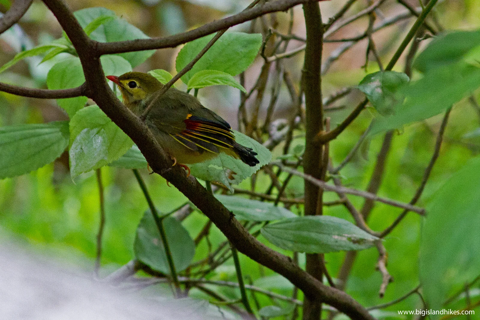 kipuka puaulu bird.jpg