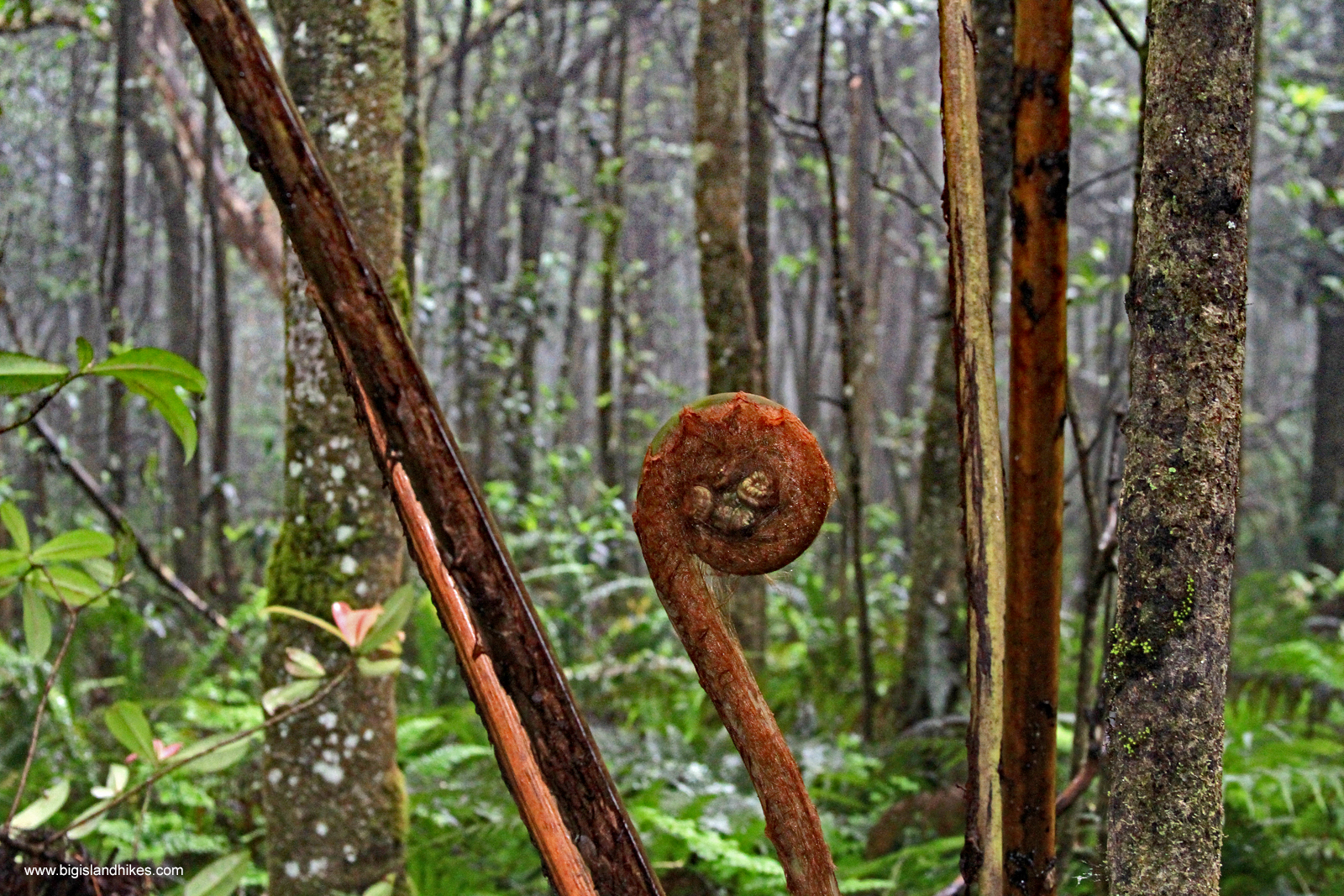 Kalōpā Native Forest State Park &amp; Recreation Area