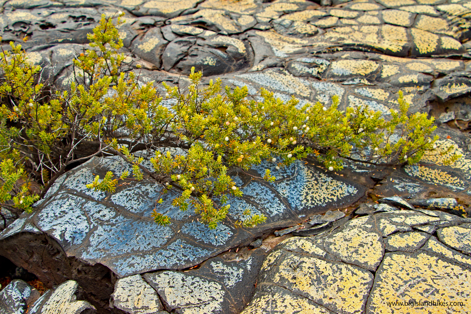 Kaʻū Desert