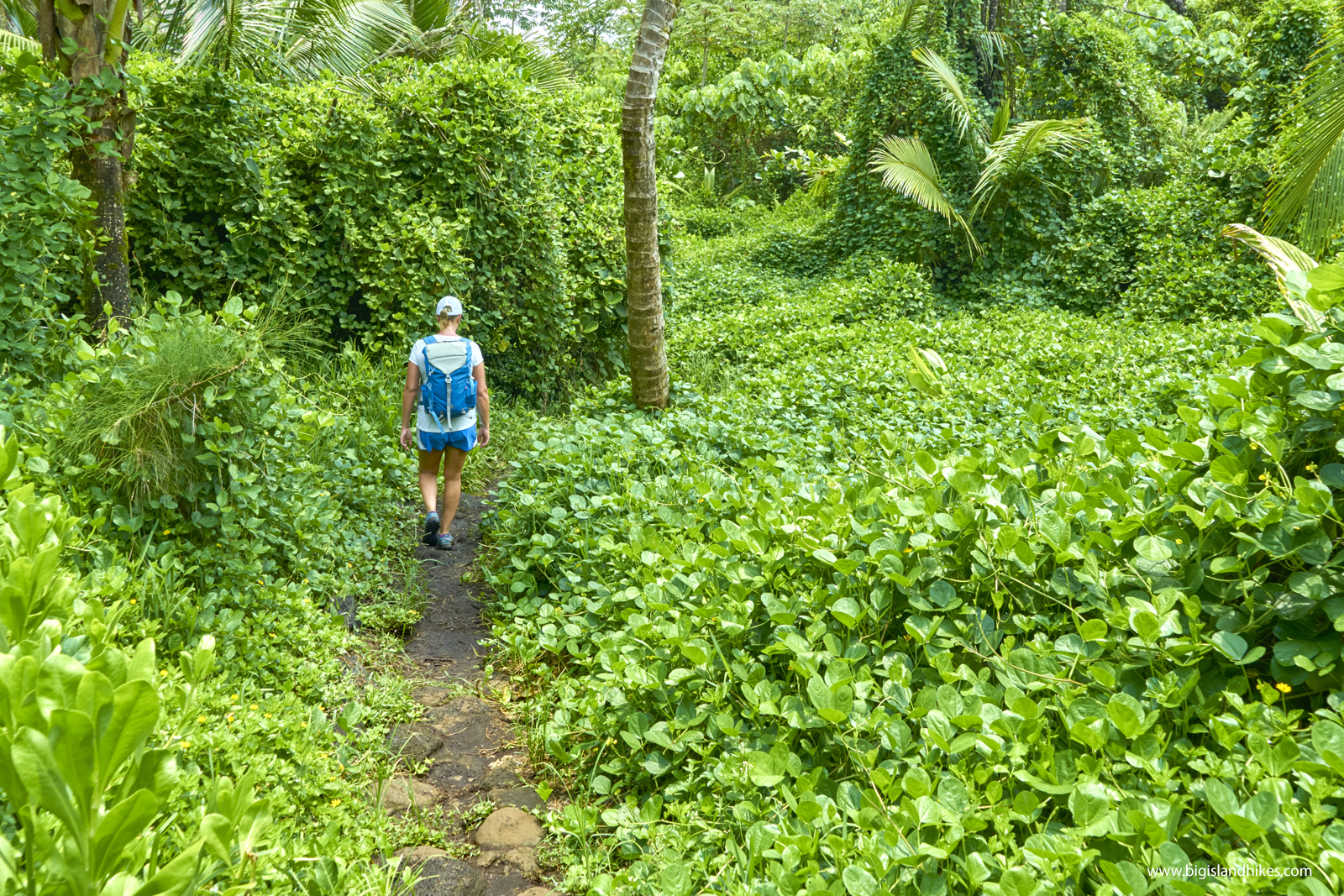 The Puna Trail