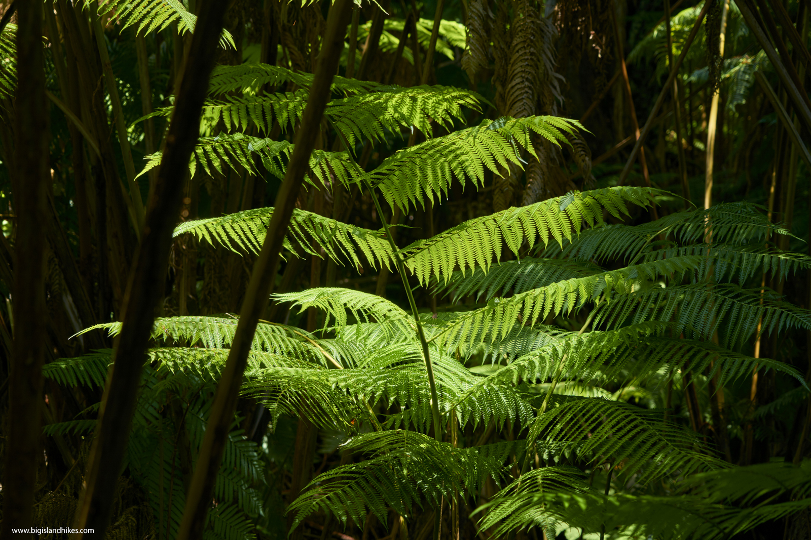 Pu'u Maka'ala Natural Area Reserve