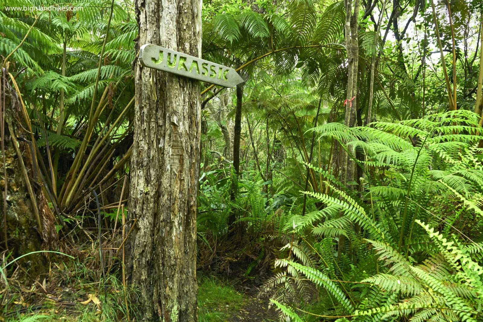 The Jurassic Trail