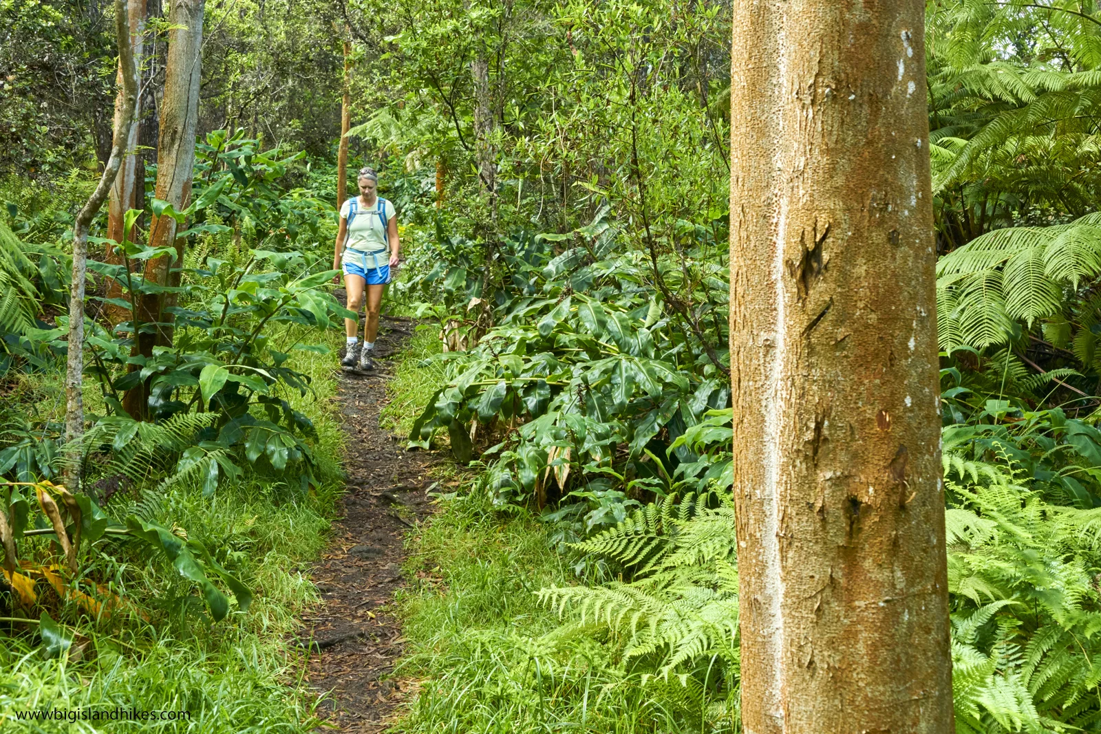 makaula ooma trail hike.jpg