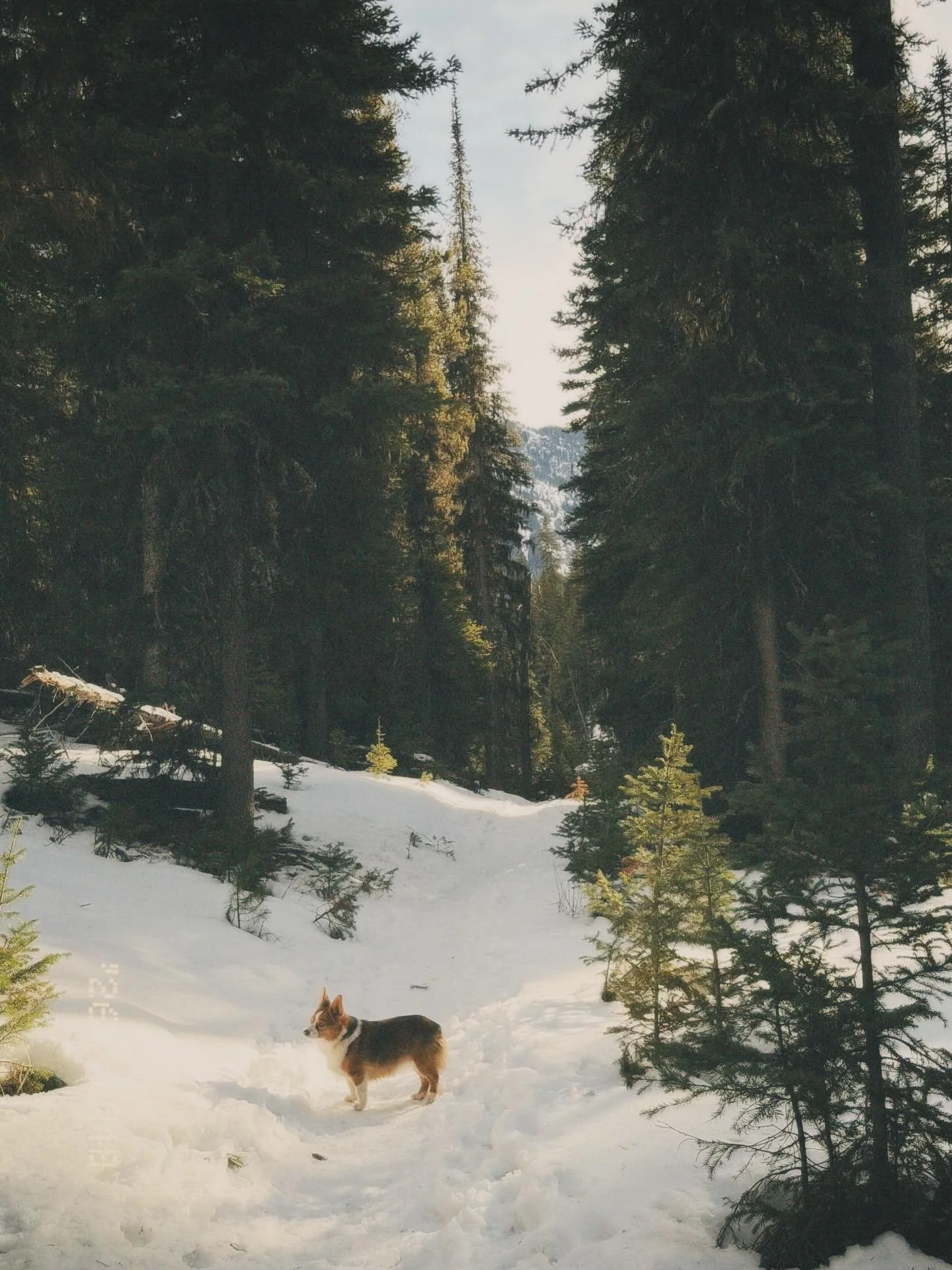 Heading into 2026 with a great deal of peace in my heart. I&rsquo;m usually one for New Year&rsquo;s resolutions, I love setting intentions, following through, etc. But this year a path has been set before me, my only task is to go forth with focus a