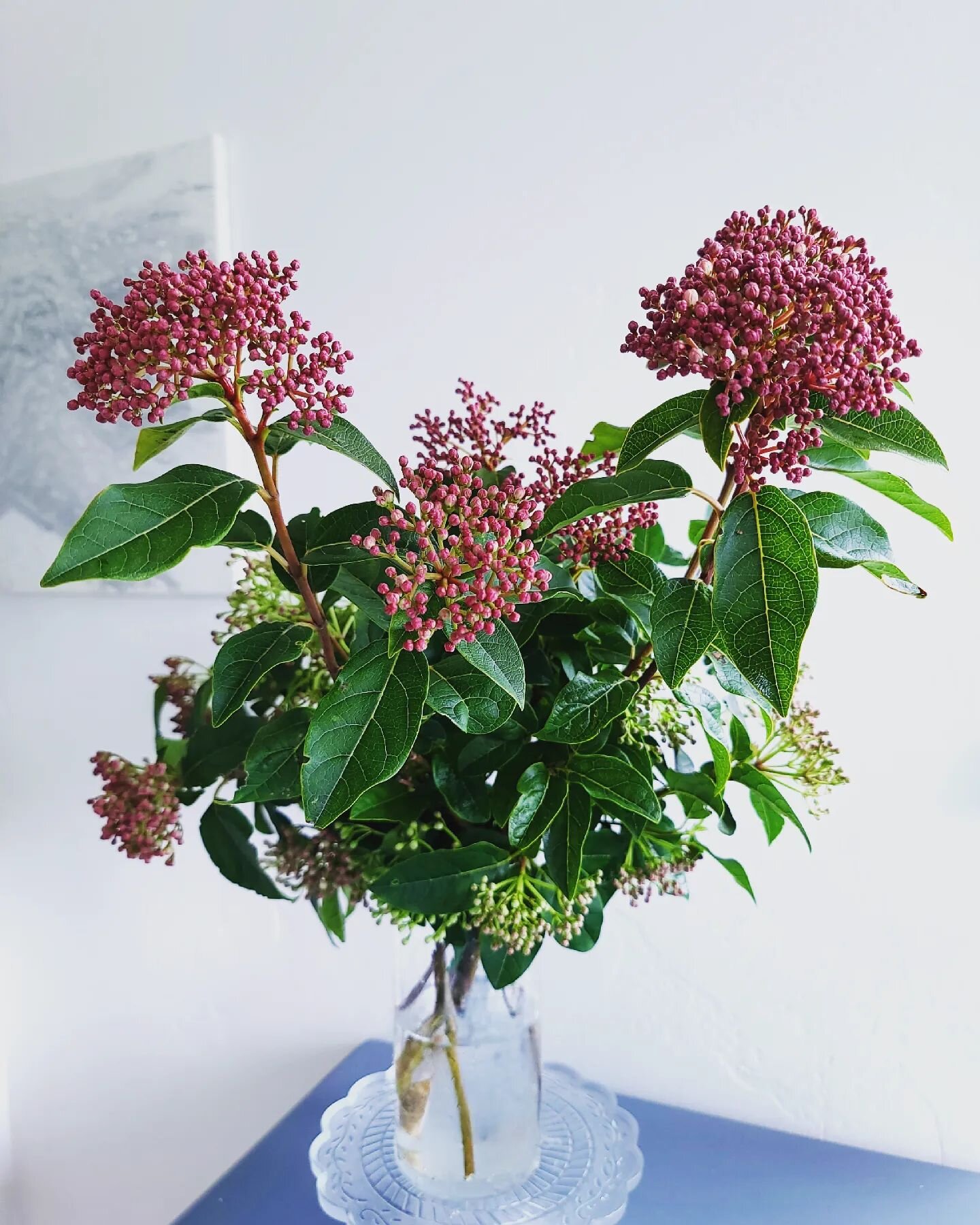 Had to brave the hurricane happening in my backyard to gather this bunch of viburnum and I didn't even get enough because I had to stop snipping to rush over &amp; rescue what's left of my geraniums after the last storm. Have a feeling these gusty bl