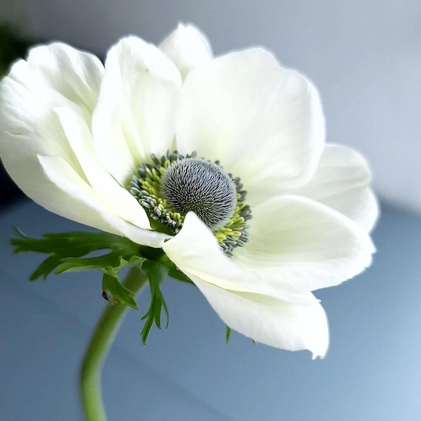 If TODAY&mdash; being the third-ish day of spring 2023 could be summed up in ONE bloom &ndash; it would all come down to this very #Anemone. 

I work with A LOT of really bangin blooms, but to be honest...not many of them strike me quite like literal