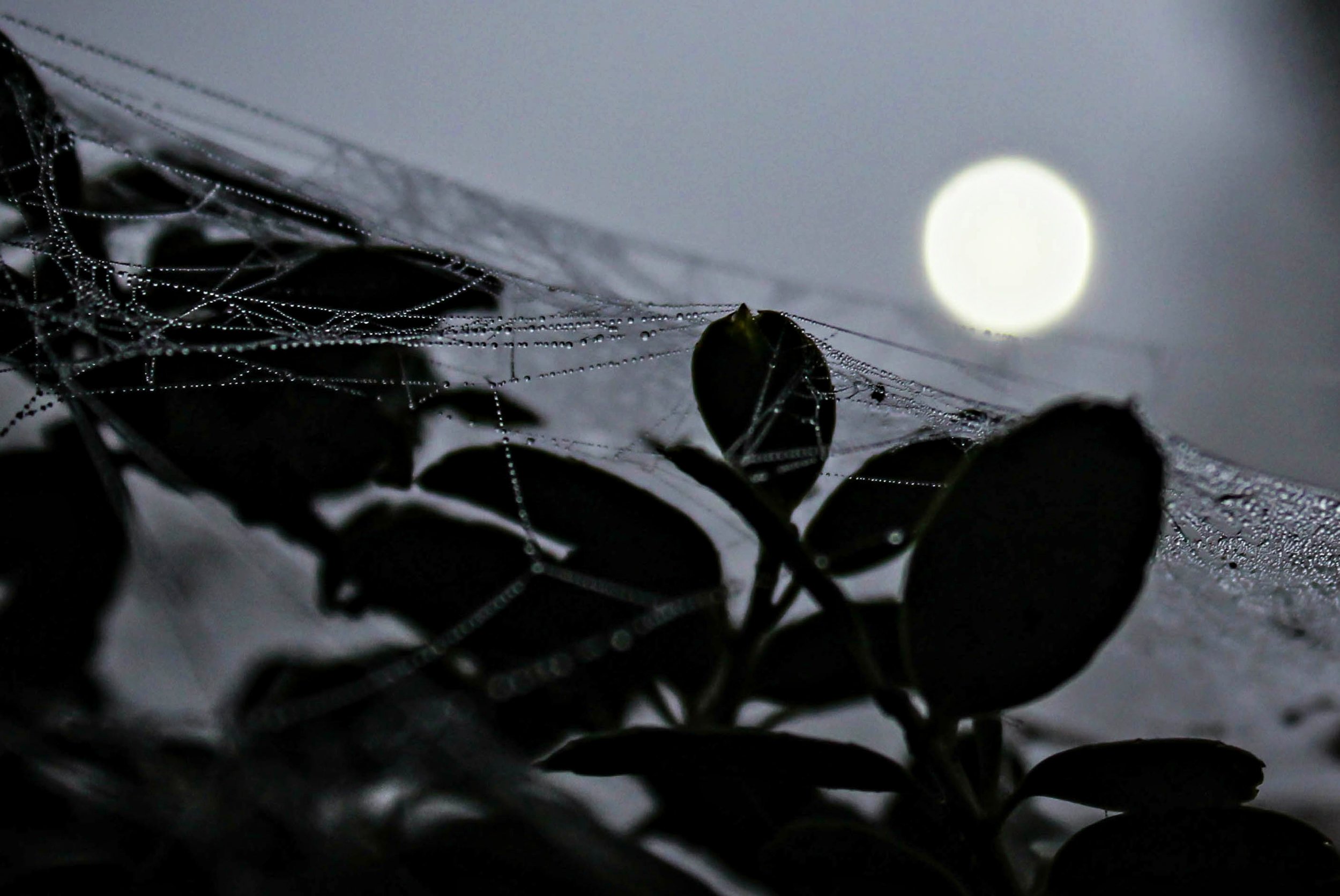 “Moondust” / Photography by Miles McMahon