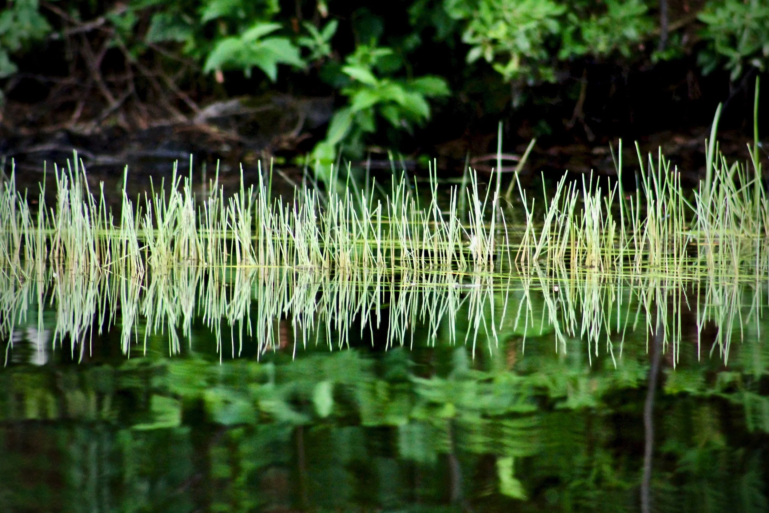 “Reeds” / Photography by Cara Roets