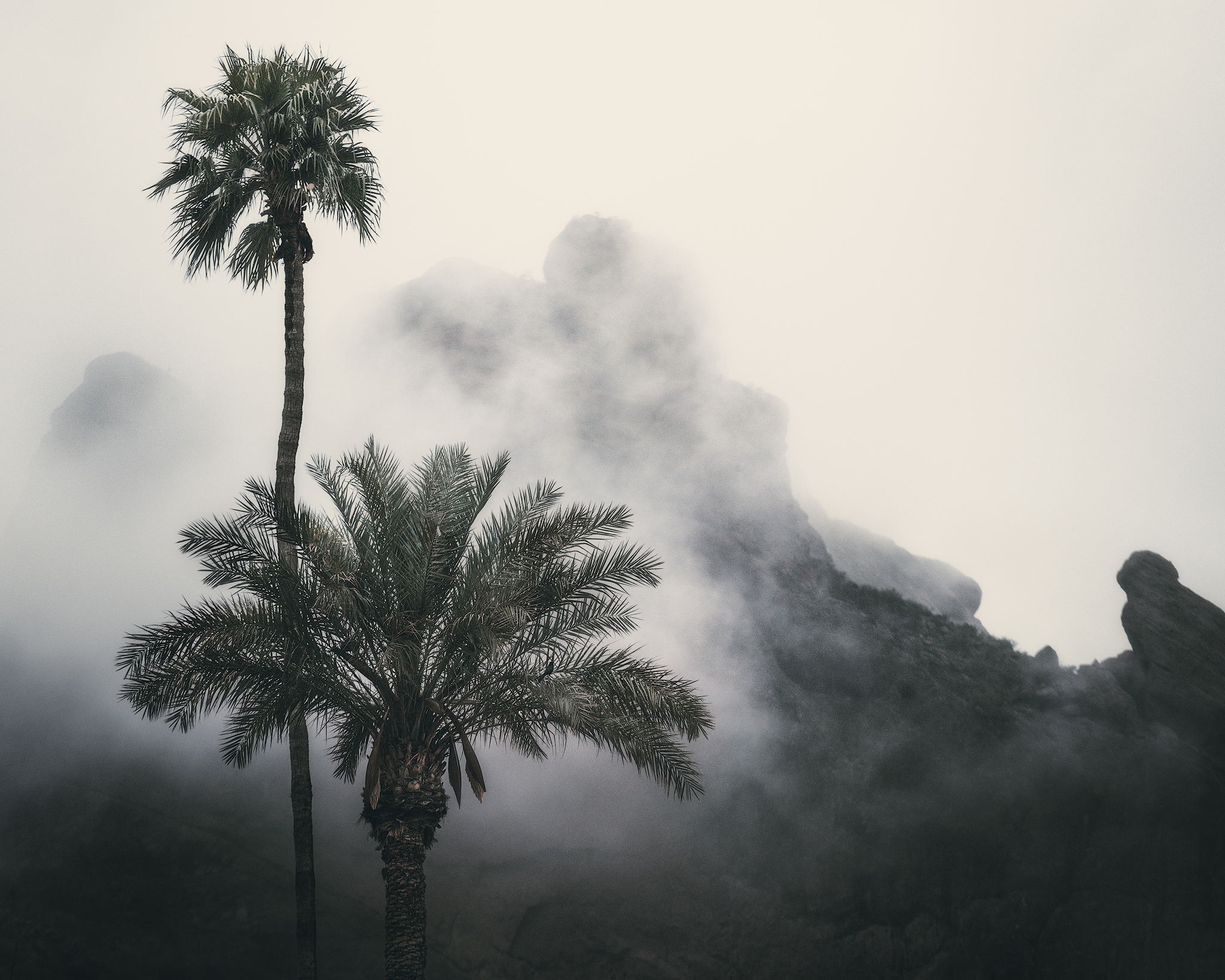 Fog-And-Palm-Tree_Web_Instagram_4.12_548.jpg