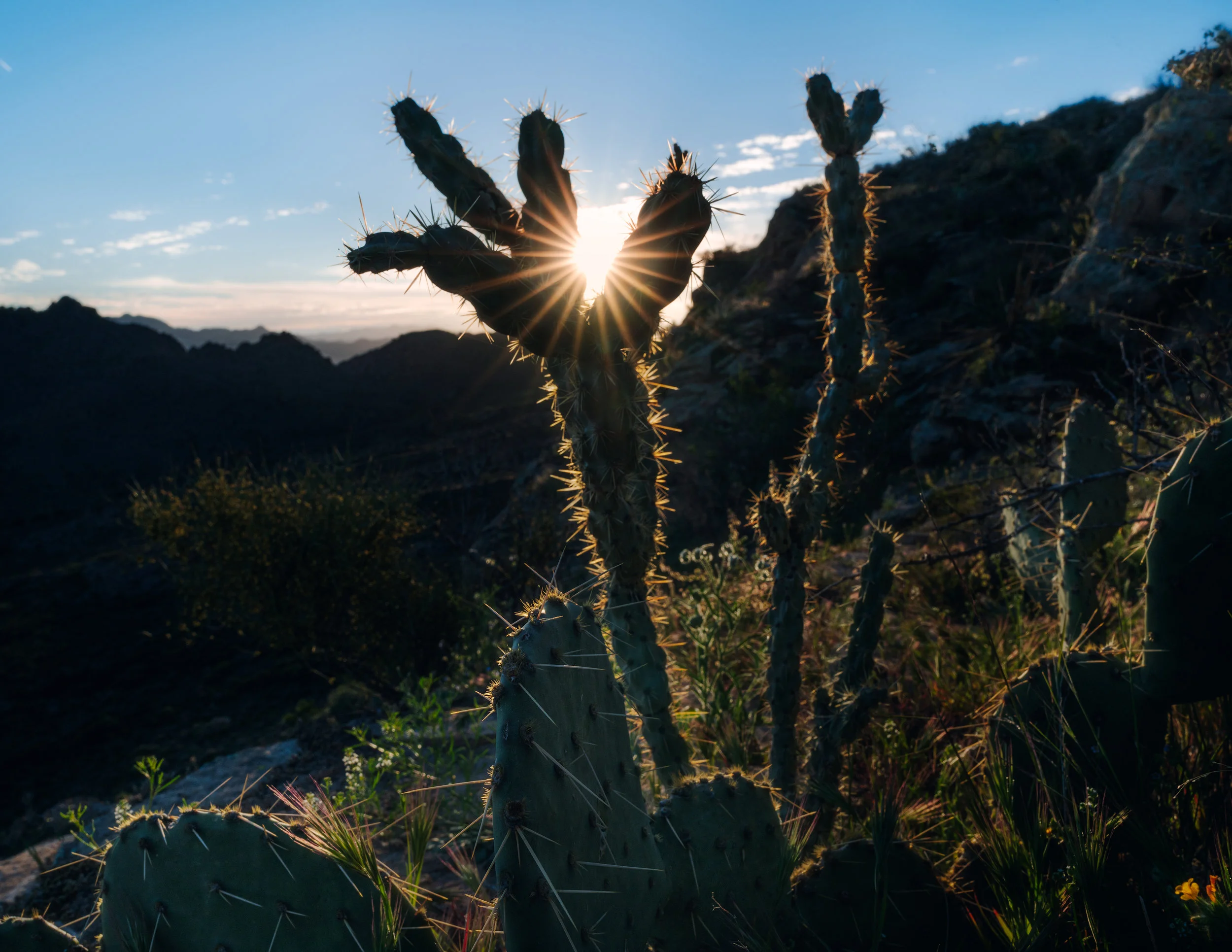 Cactus-Morning-Light.jpg