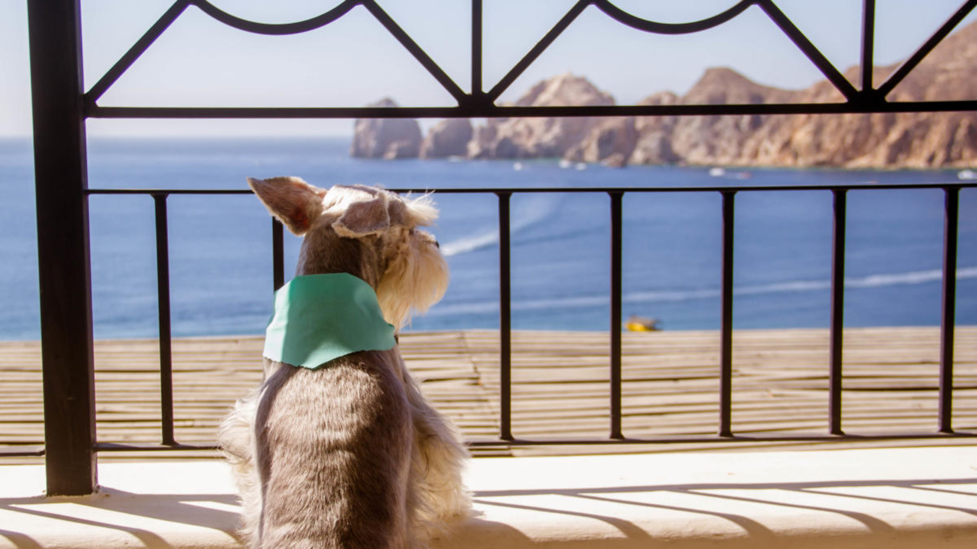 FOUR PAWS, FIVE STARS, ZERO APOLOGIES
