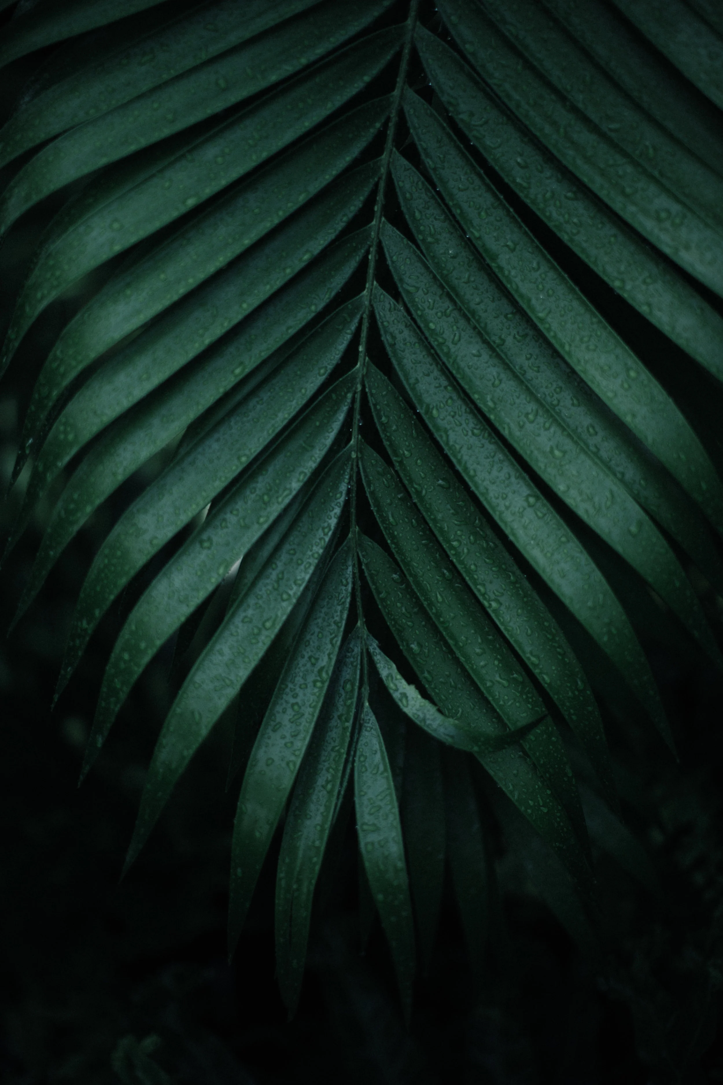GFP_011.jpg