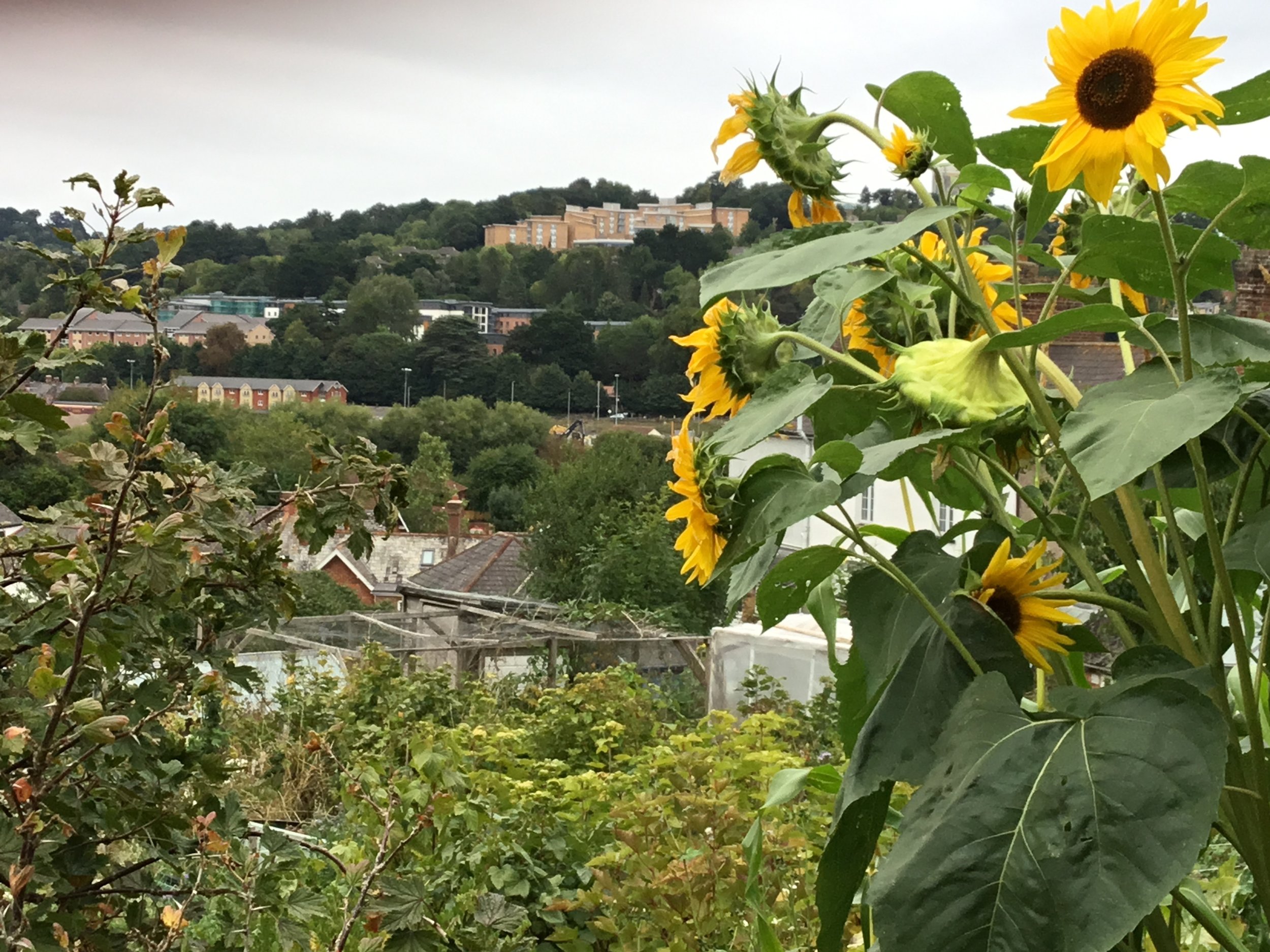 Rackfields Allotments