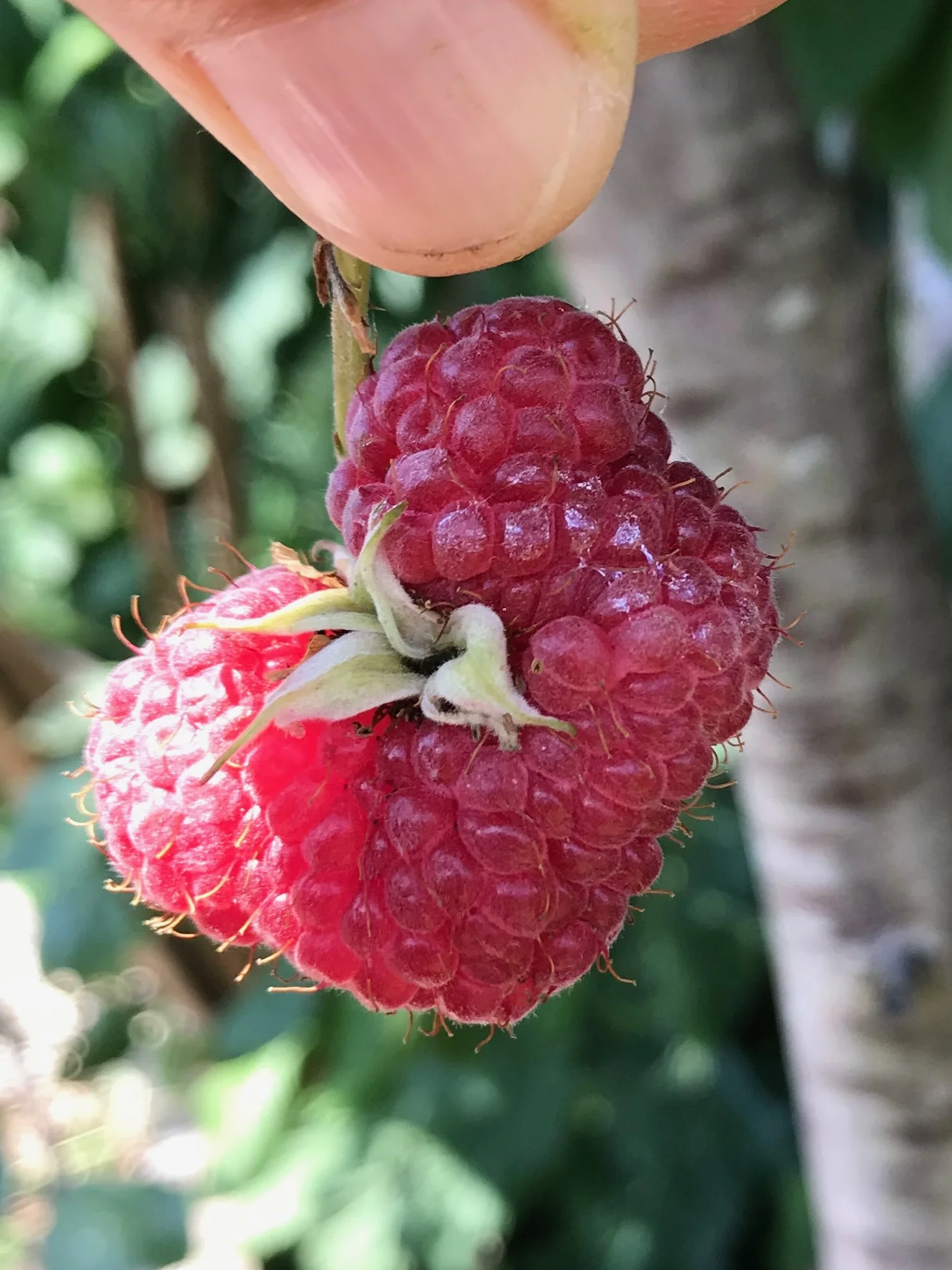 Sites — St Thomas Allotments Association, Exeter