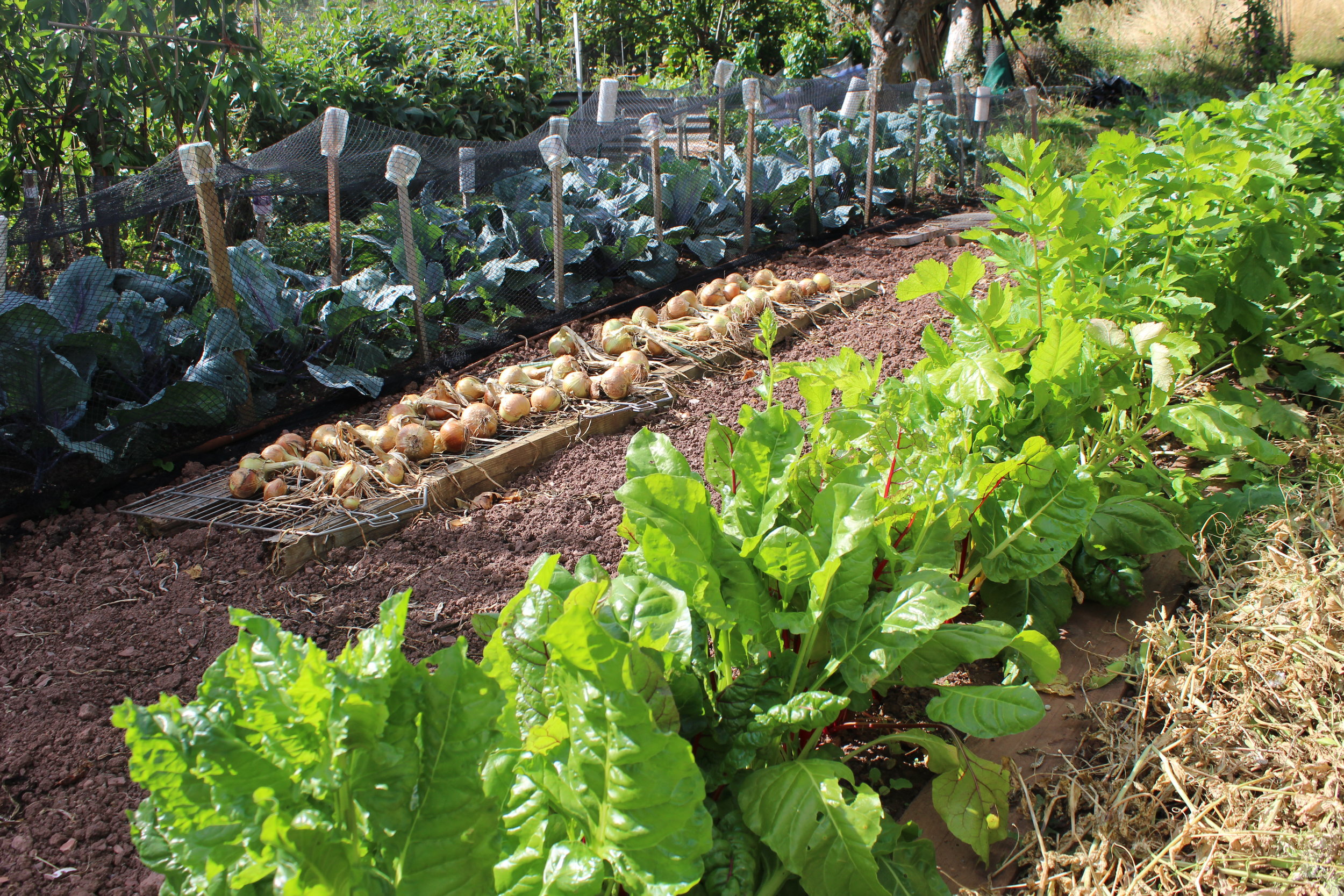 Cowick Lane Allotments