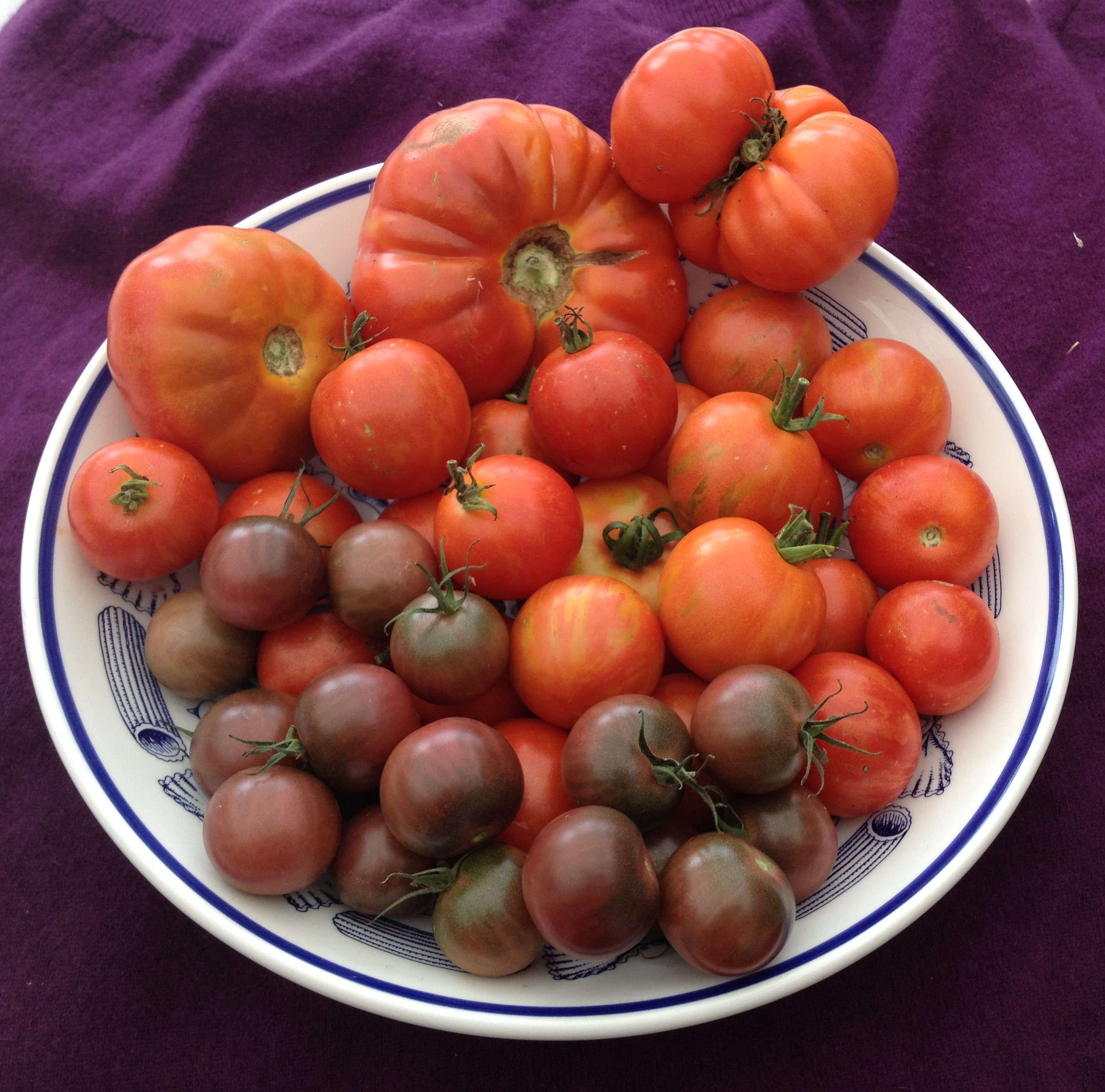 Pinces Allotments