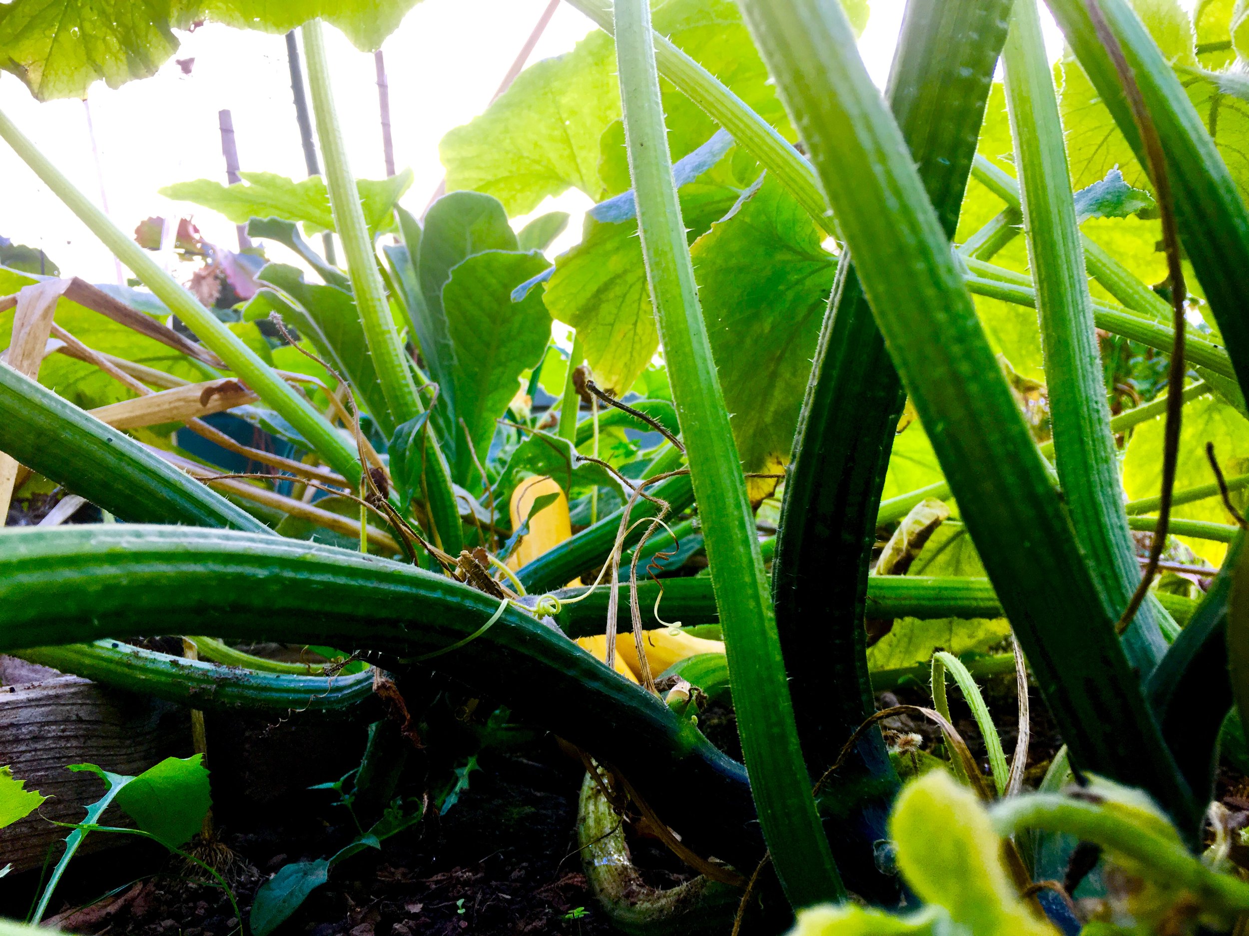 Ide Lane Allotments