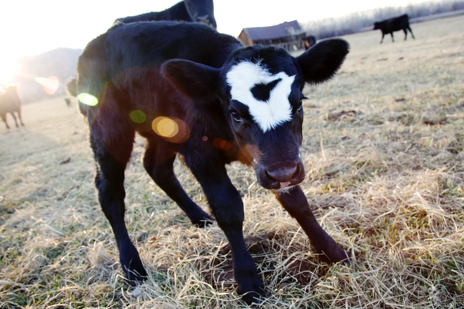 Black and White Calf.jpg