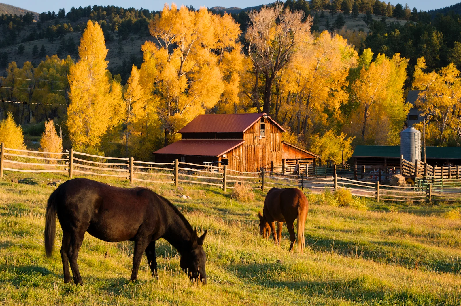 Horses grazing in front of barn..jpg