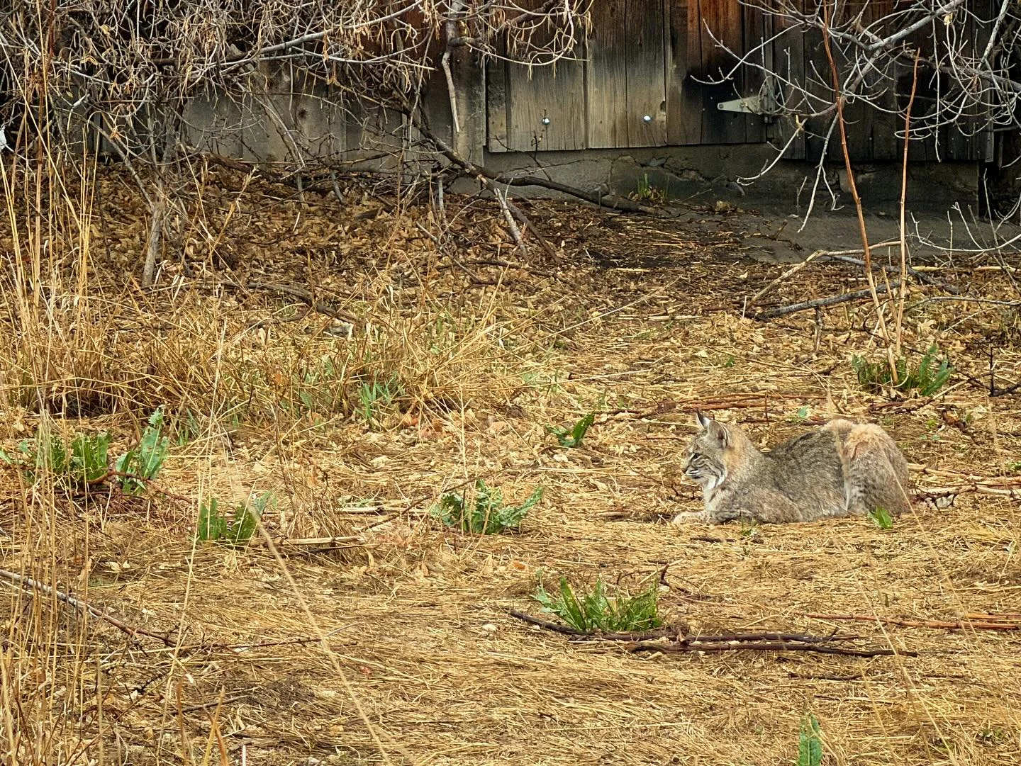 Saw this Bobcat on a ride around town this week!