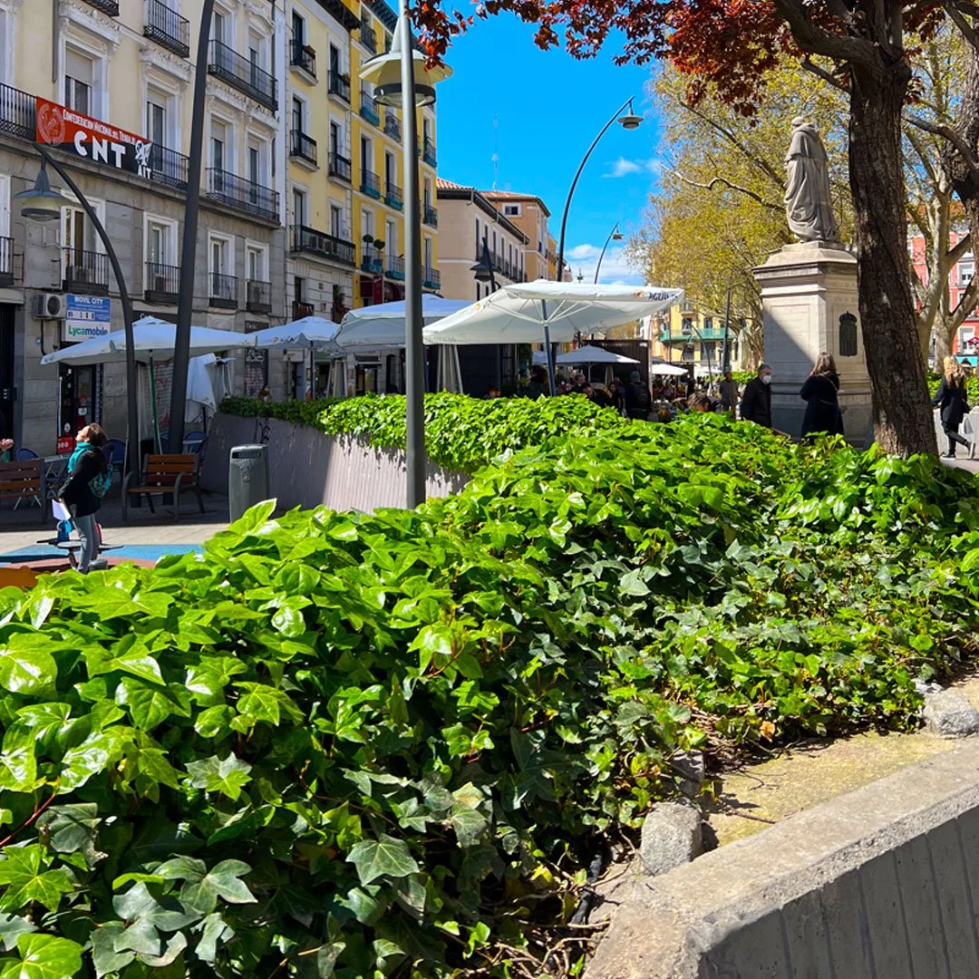 Plaza Tirso de Molina. Historia de Madrid