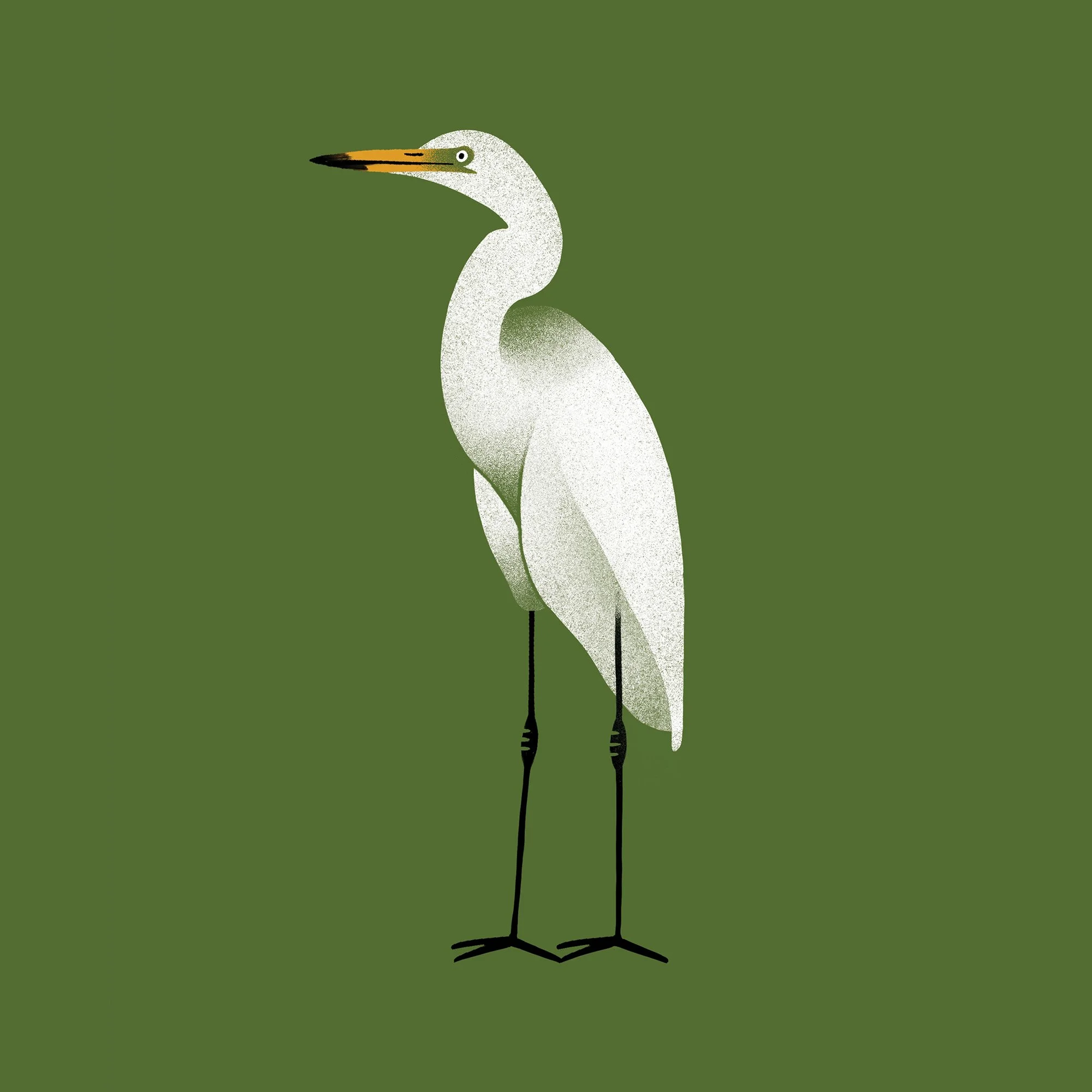 Egret