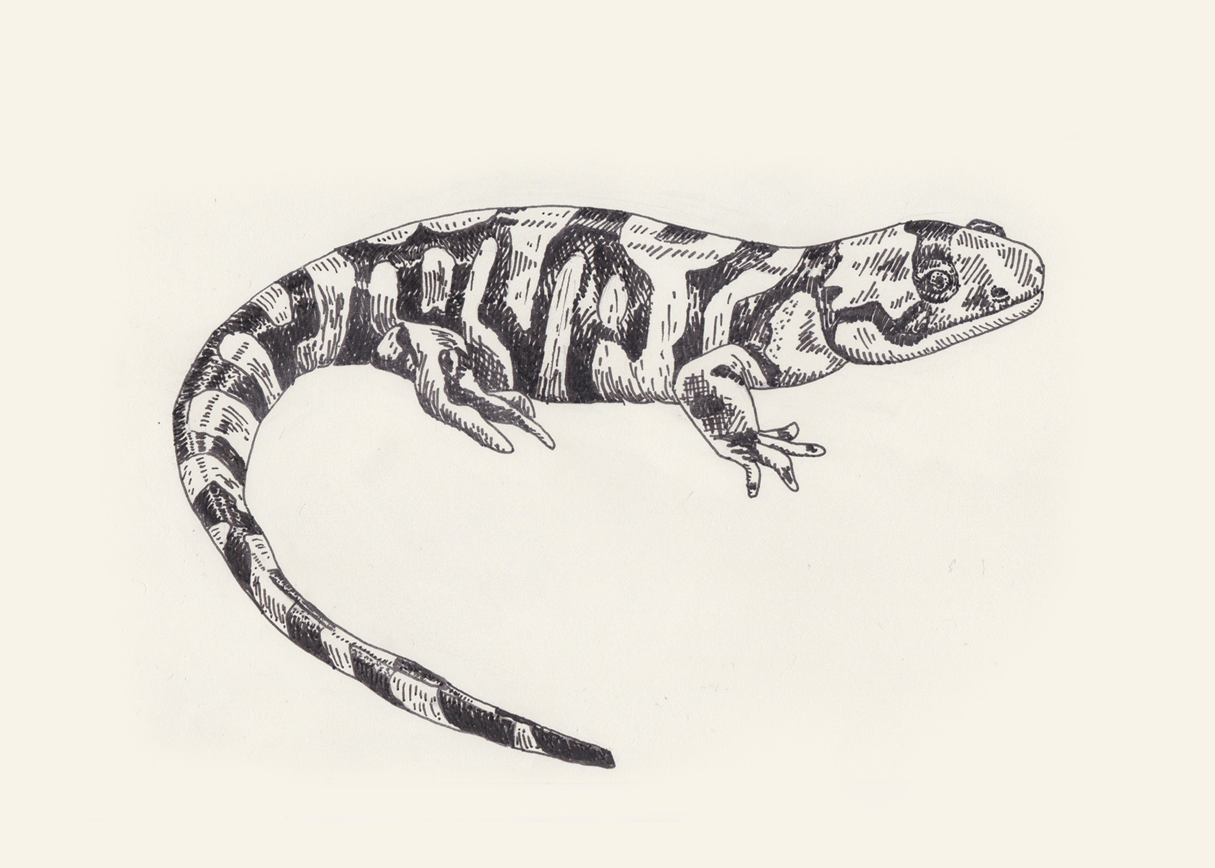 Western Tiger Salamander
