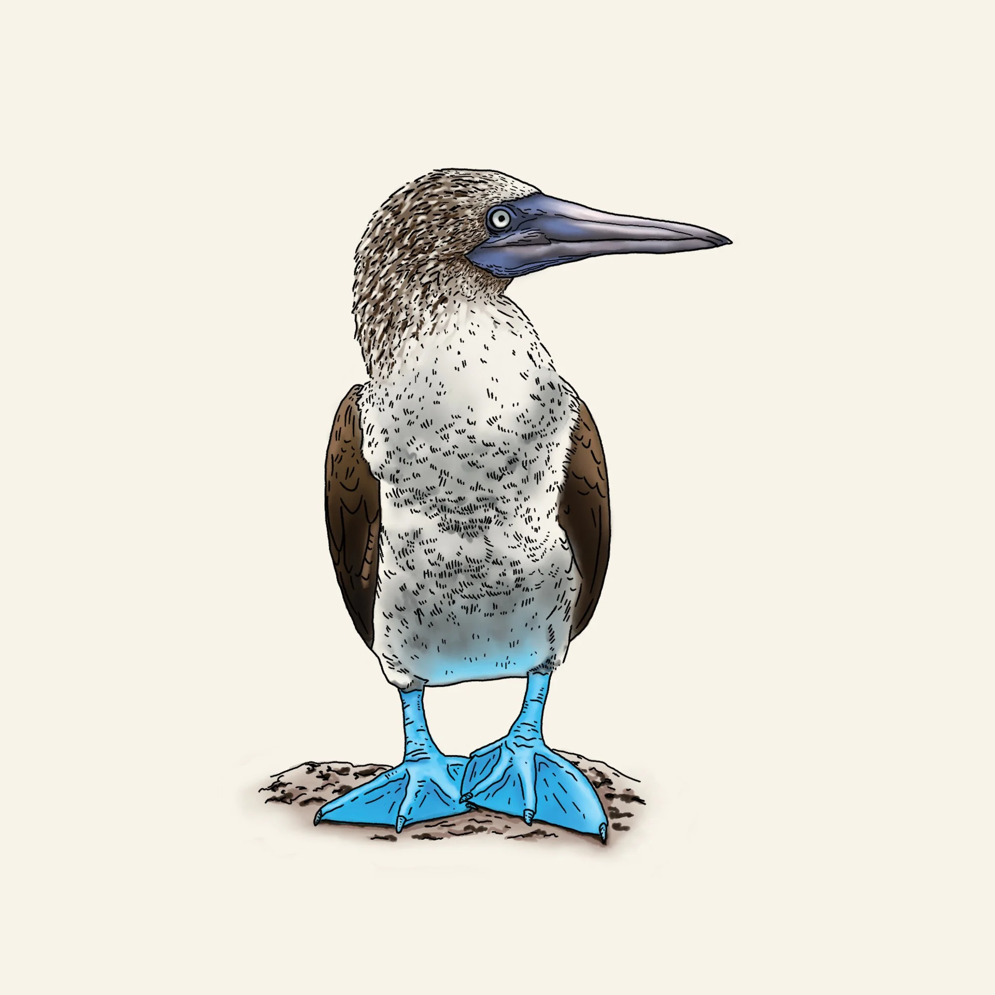 Blue Footed Booby