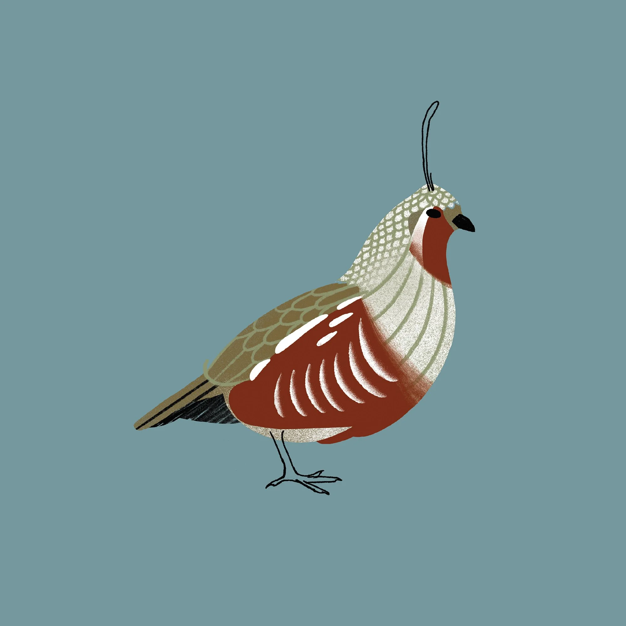 Quail