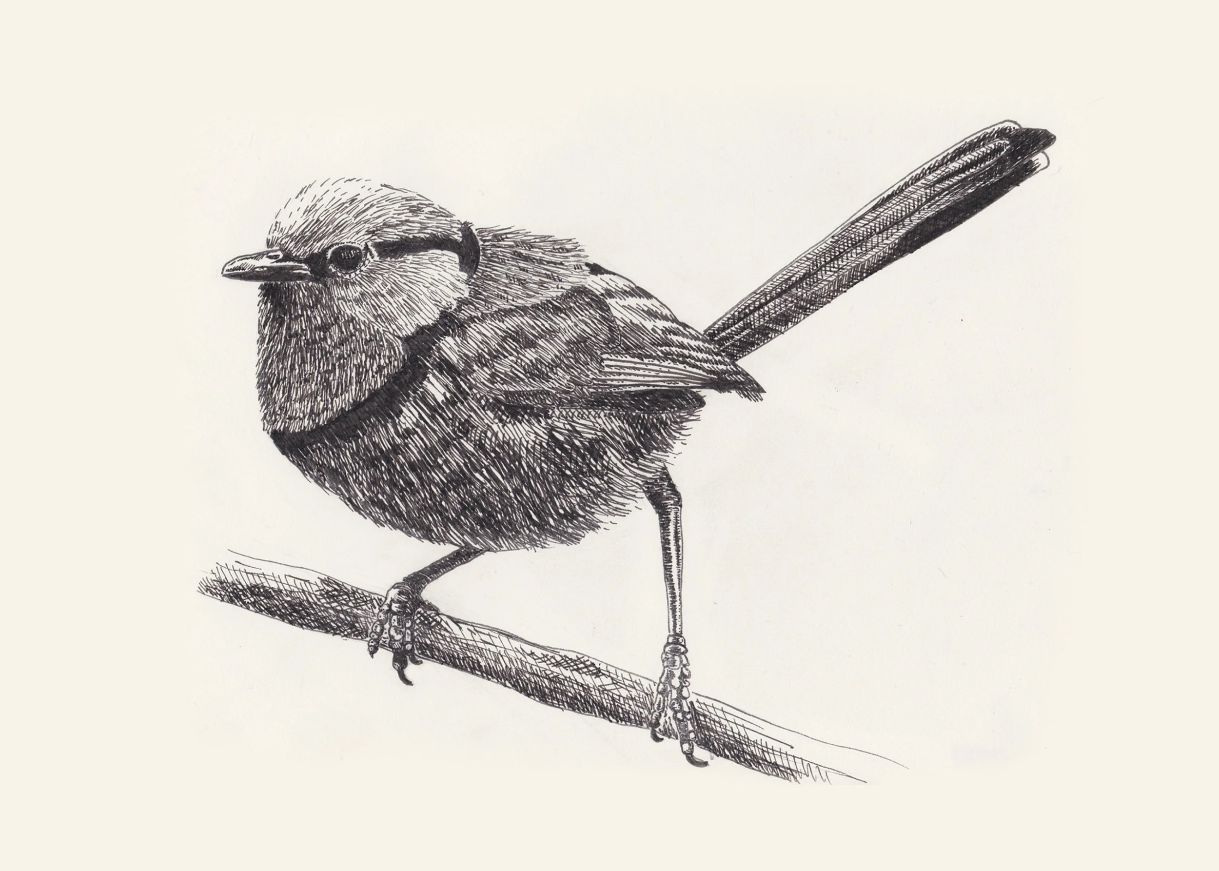 Splendid Fairywren