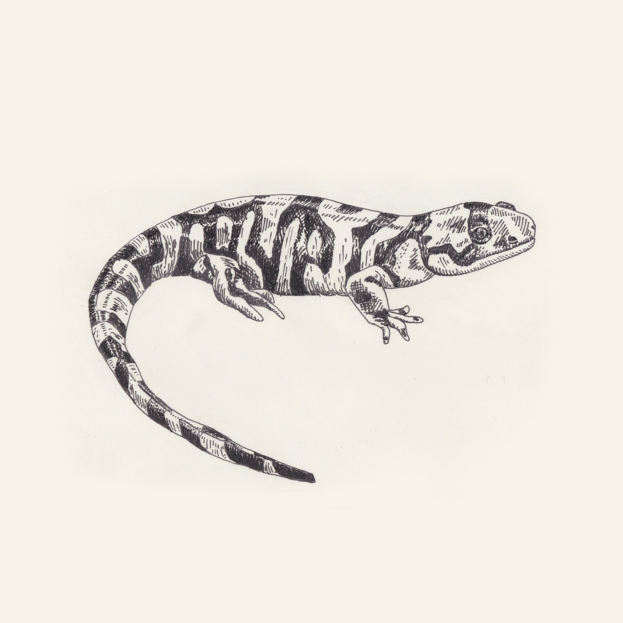 Western Tiger Salamander