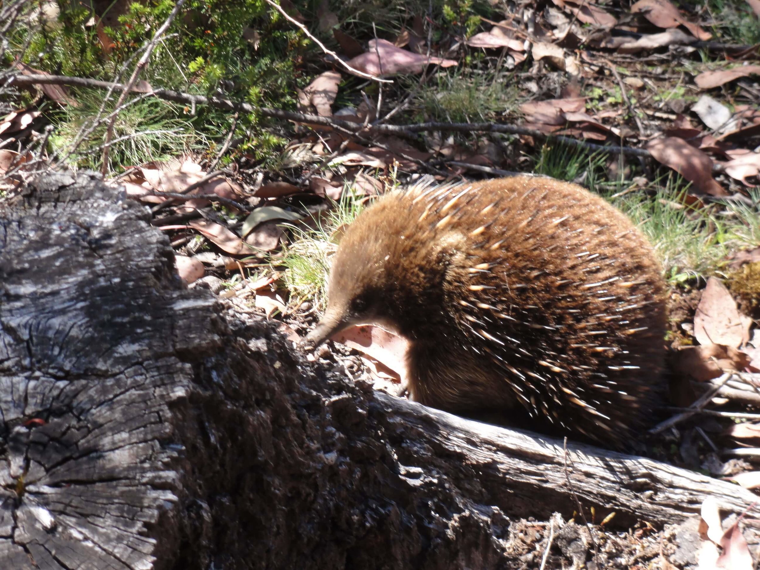 akidna at Cradle Mountain highlanders.JPG