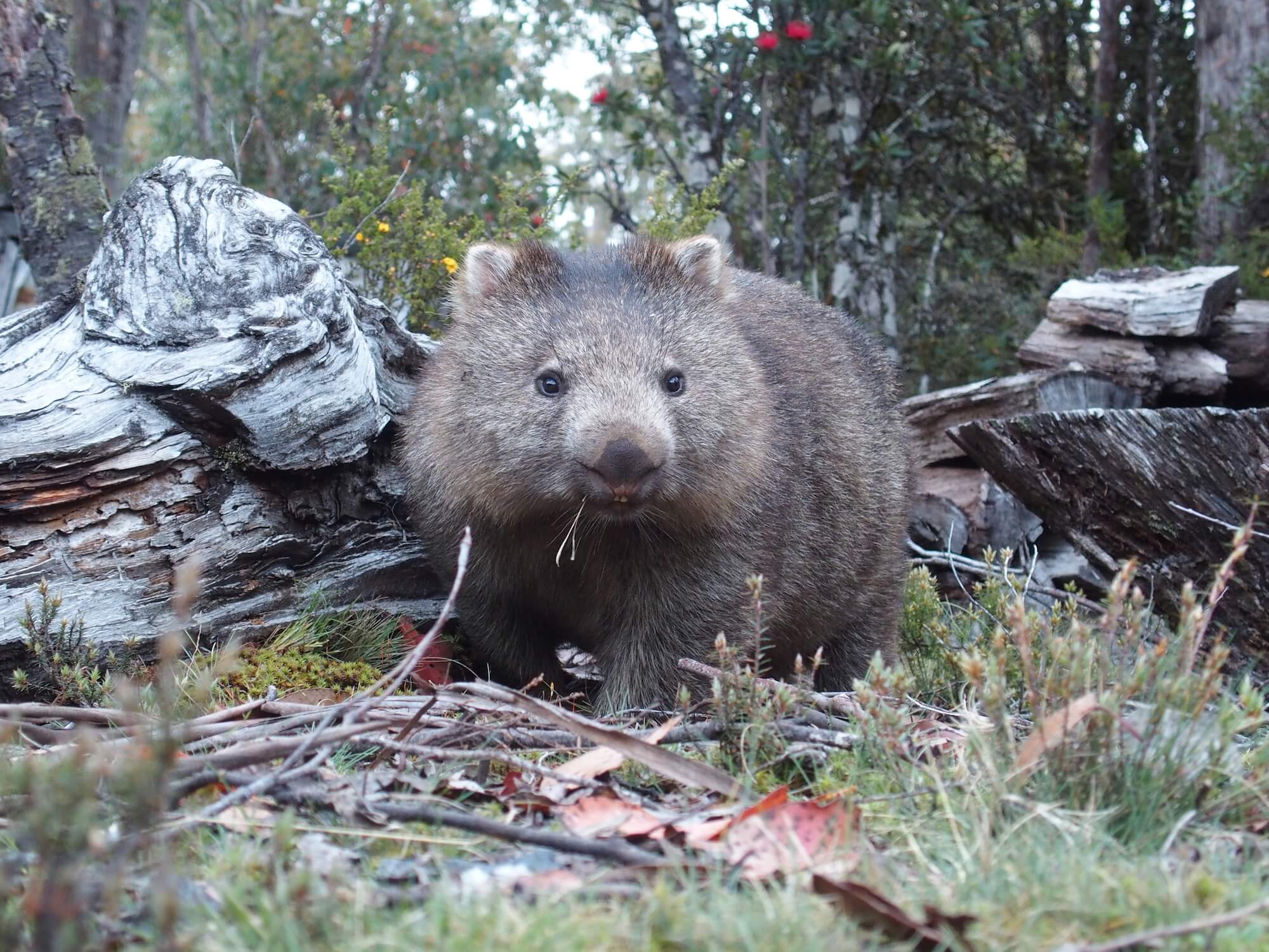 Wombat at Cradle Mountain Highlander Accommodation.JPG