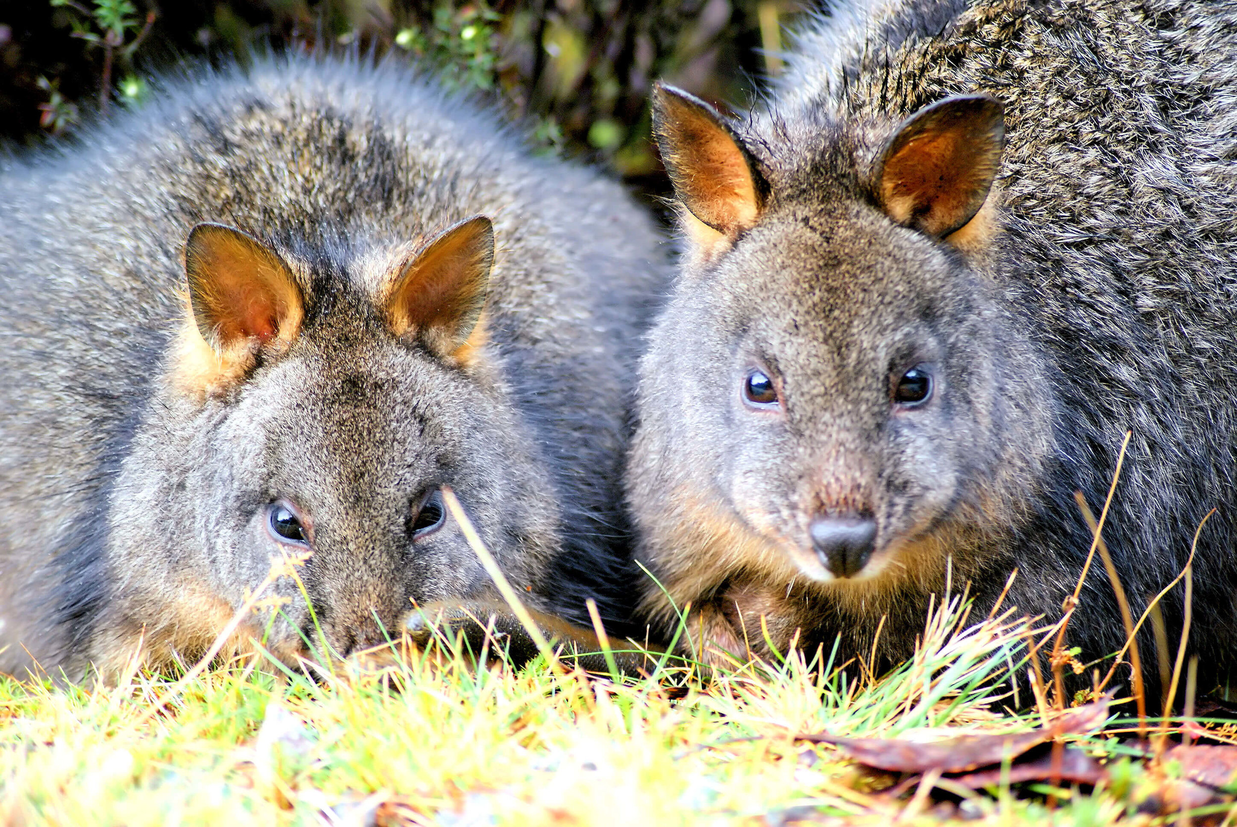 Wildlife — Cradle Mountain Highlanders Cottages