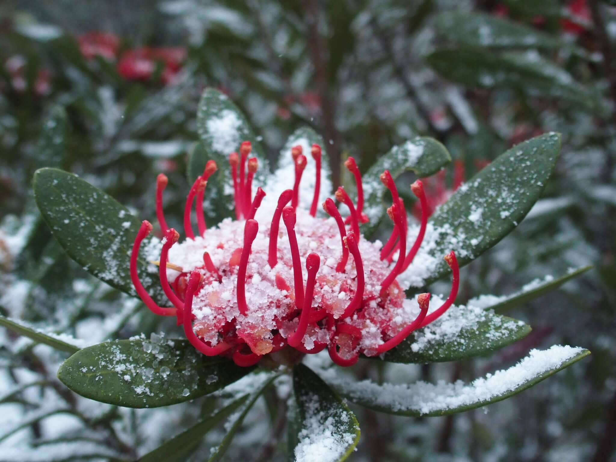 Cradle Mountain Highlanders - Waratah