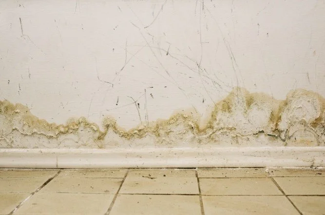 mold along wall