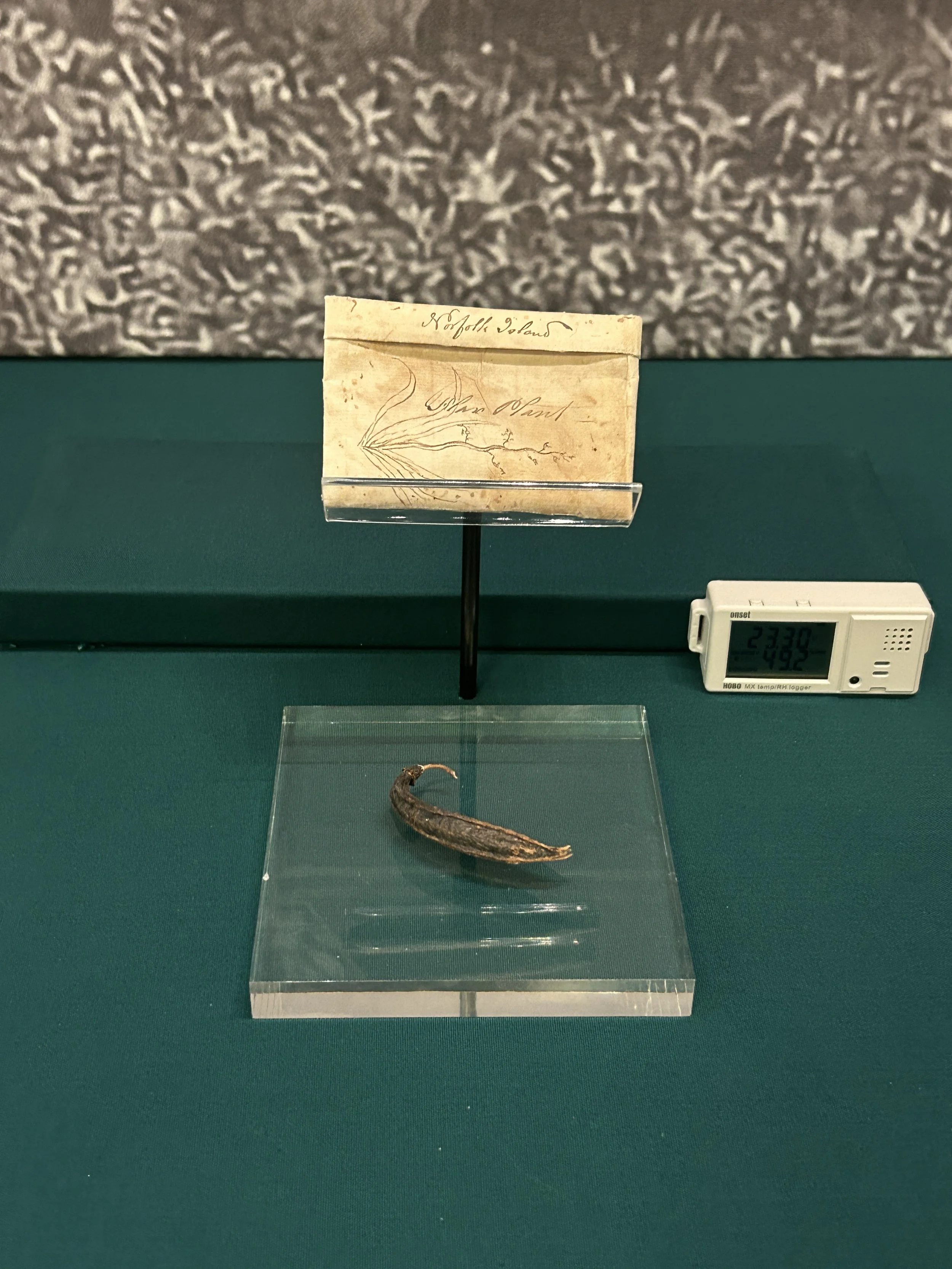 Seed Packet_00013.JPG