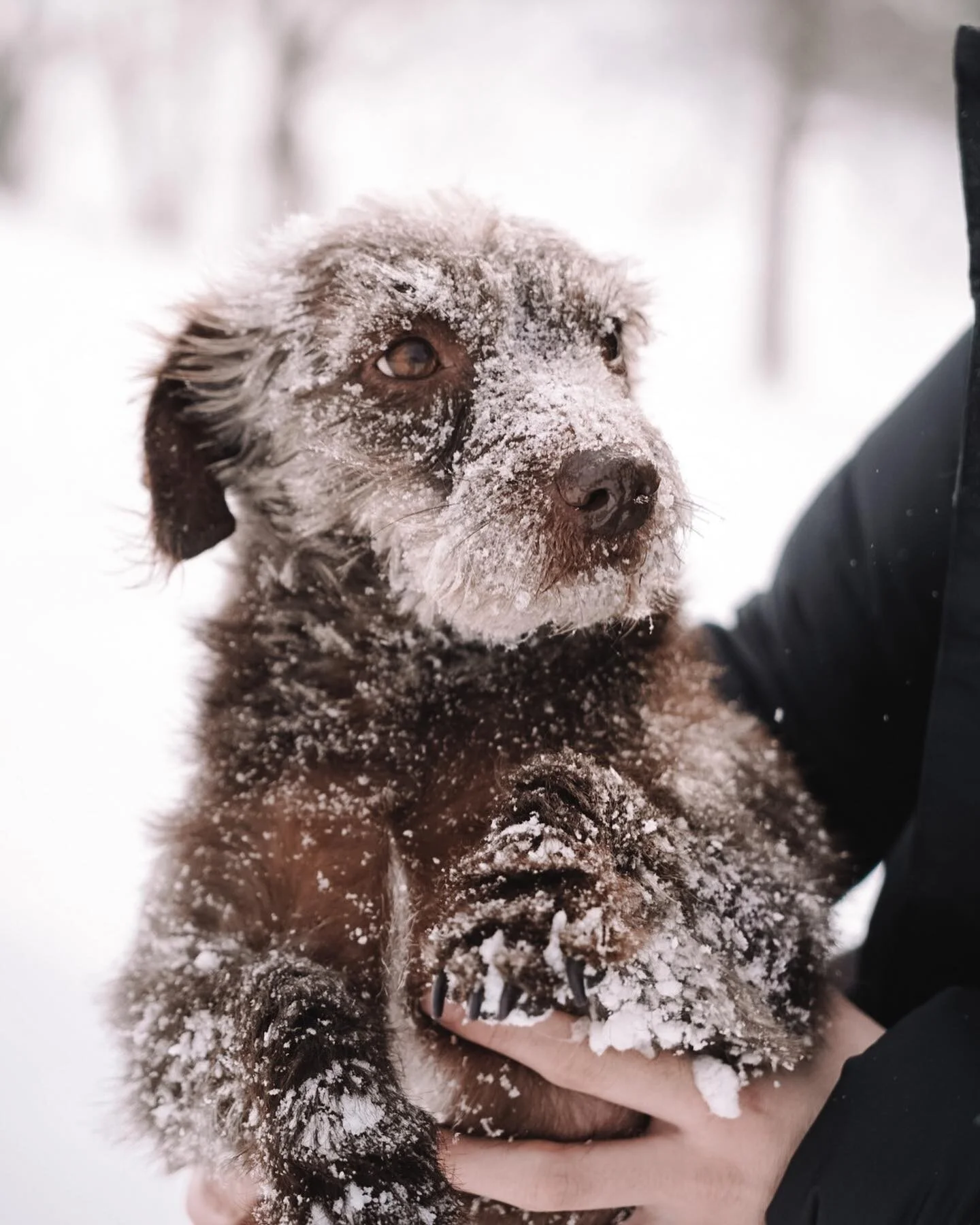 Teddy did not qualify for the Winter Olympics
