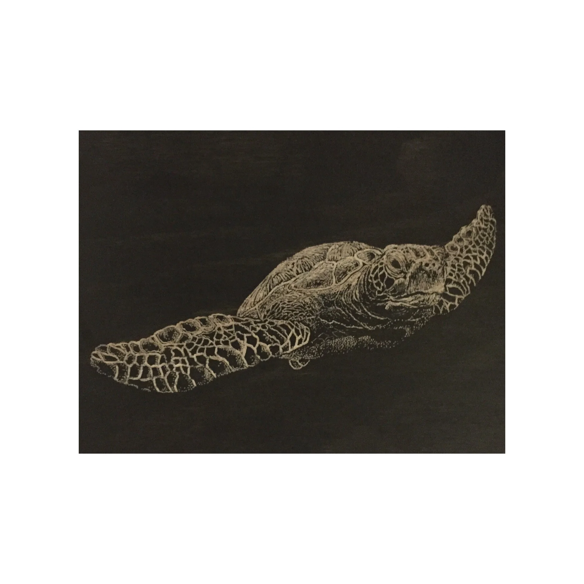 Turtle