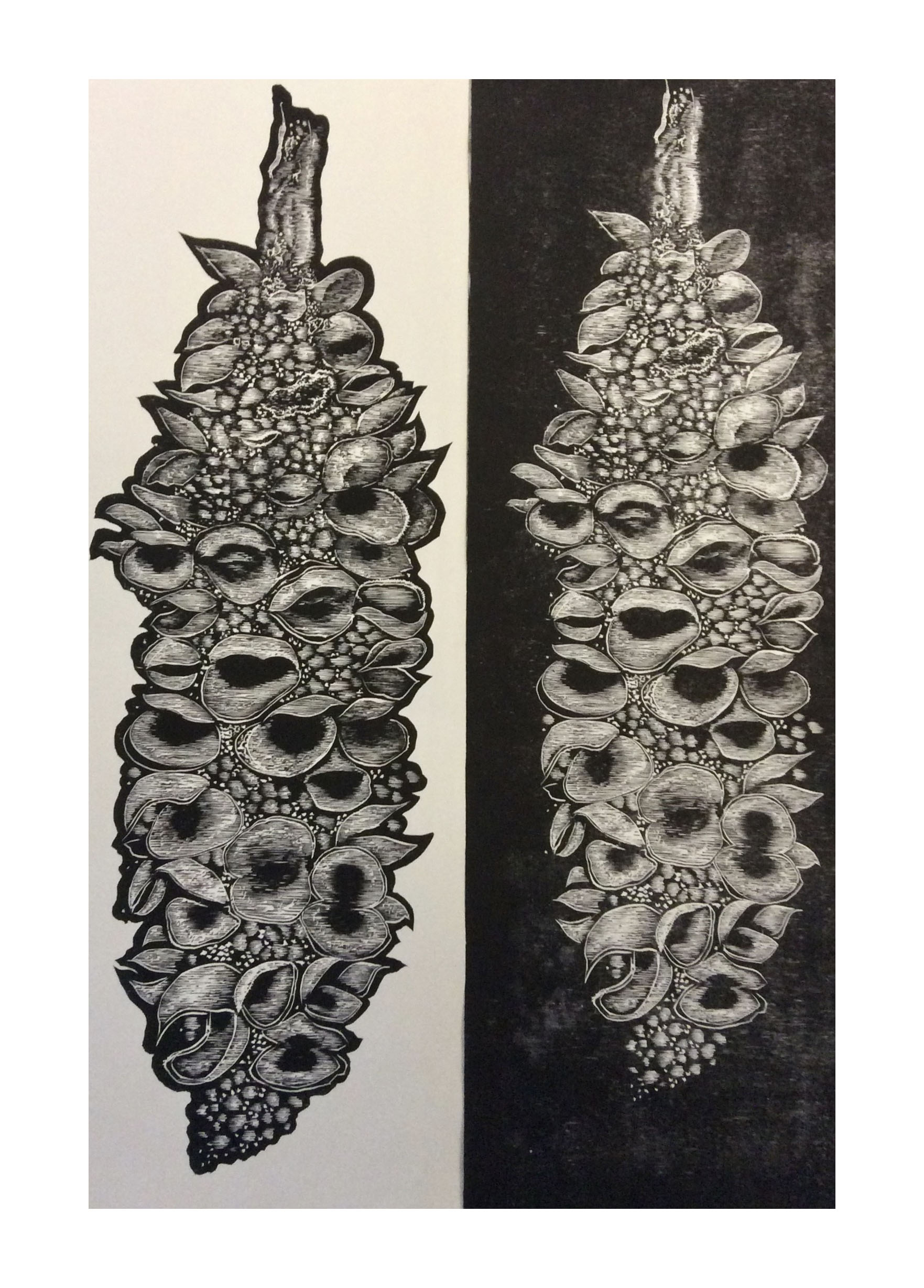 Banksia