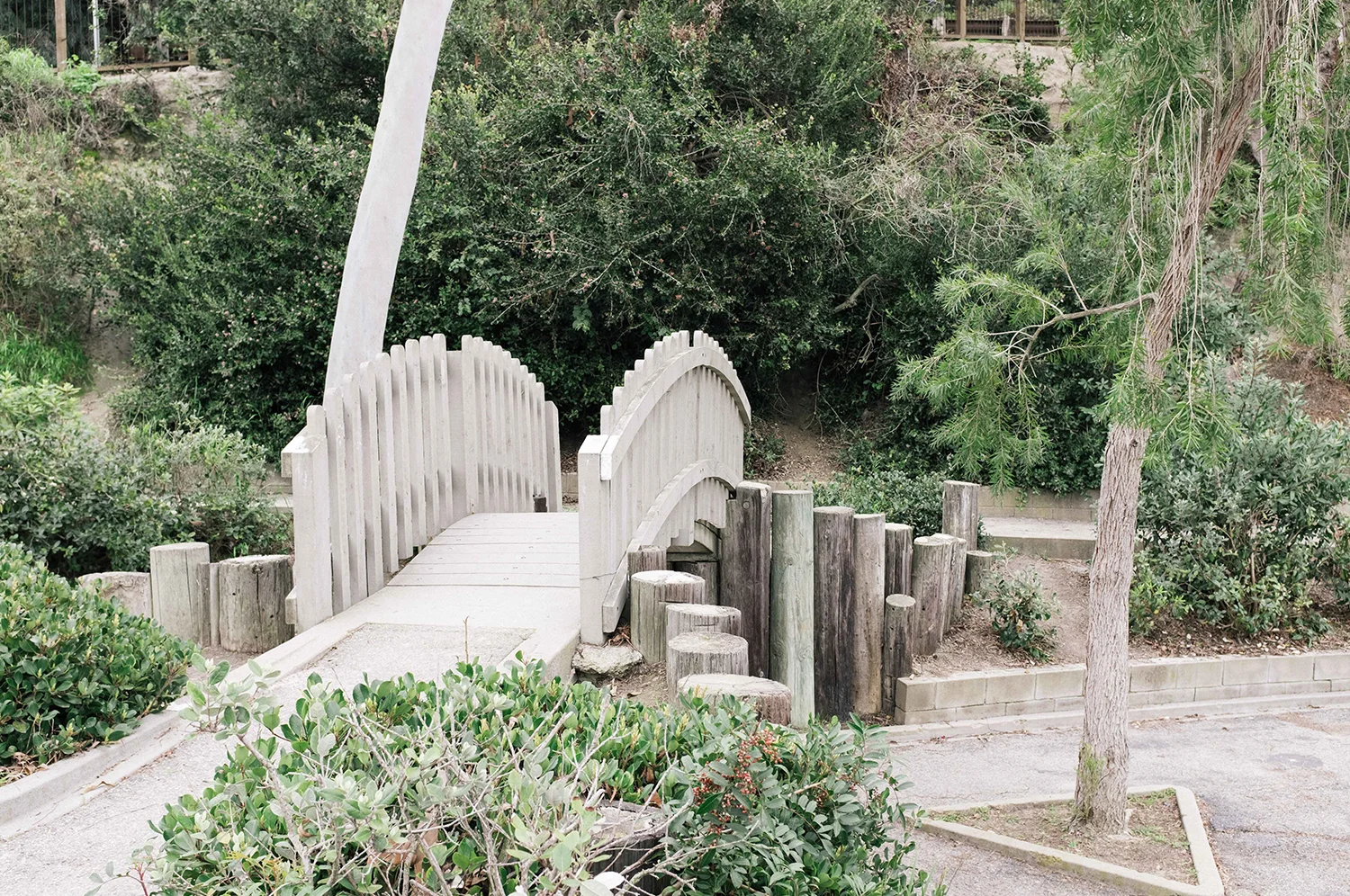 Bluebird Header.jpg