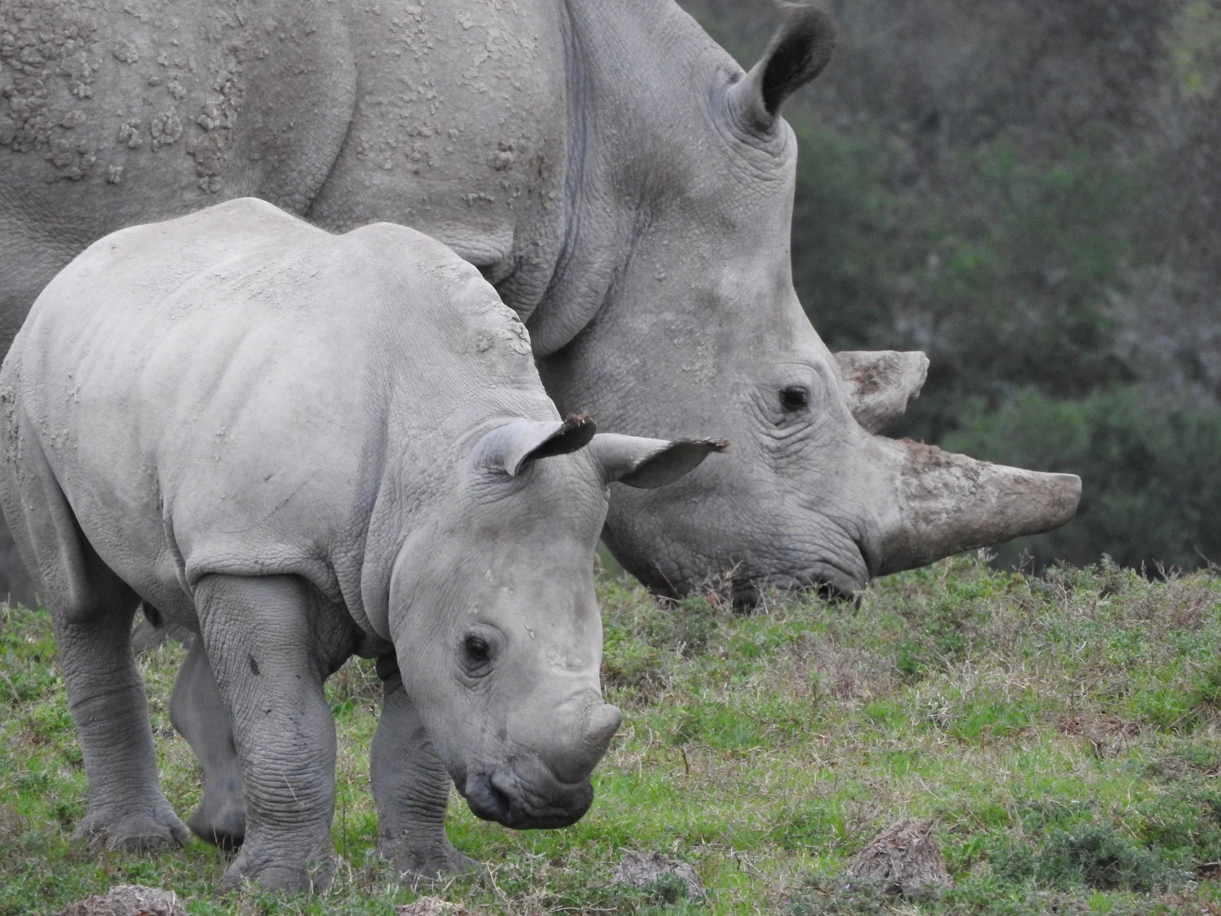 African rhinos with calf during a safari wildlife experience