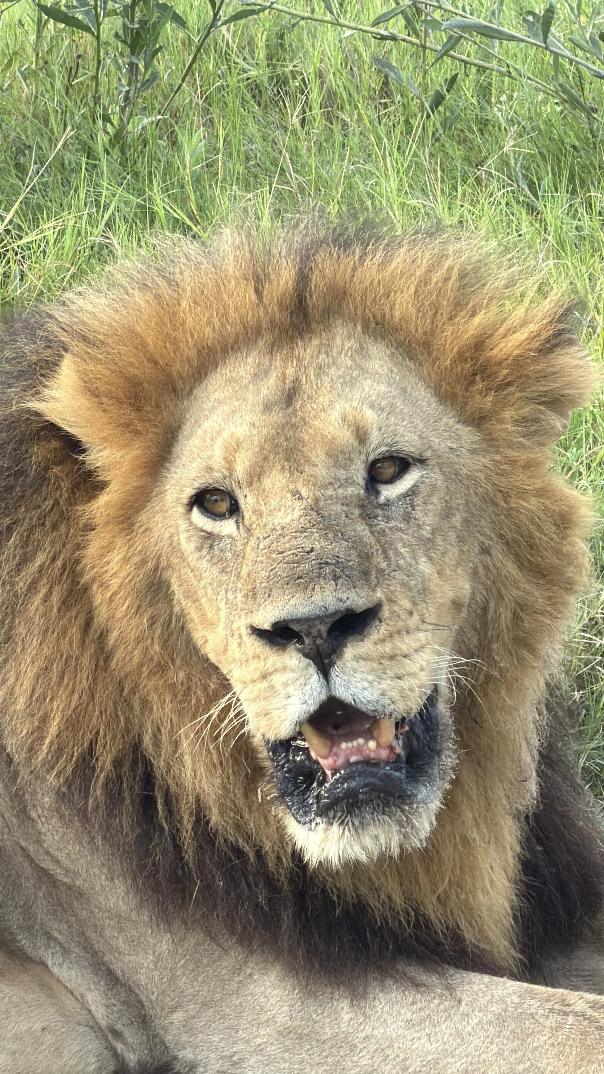 Male lion on an african luxury safari