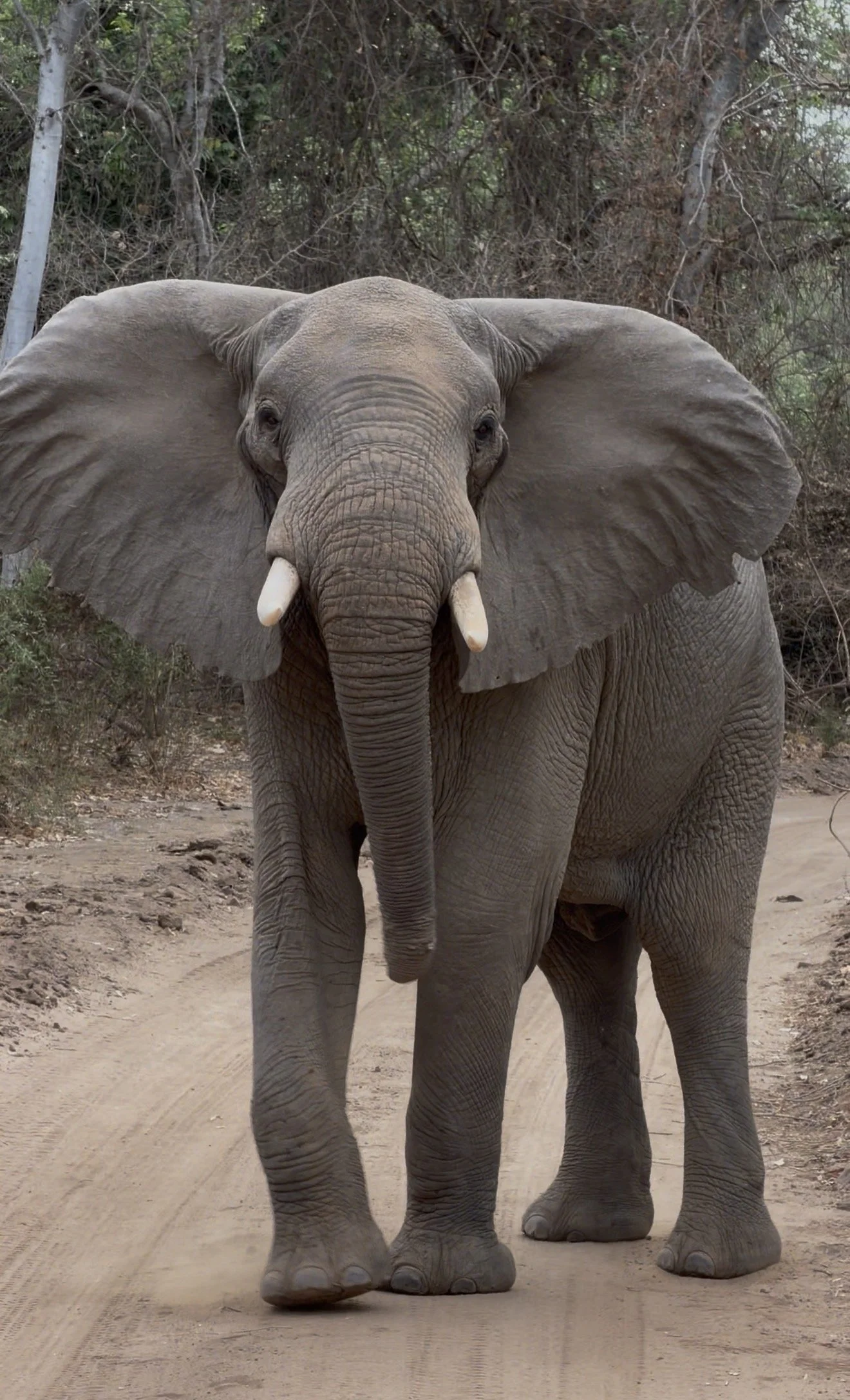 Close-up of African elephant on safari in natural habitat