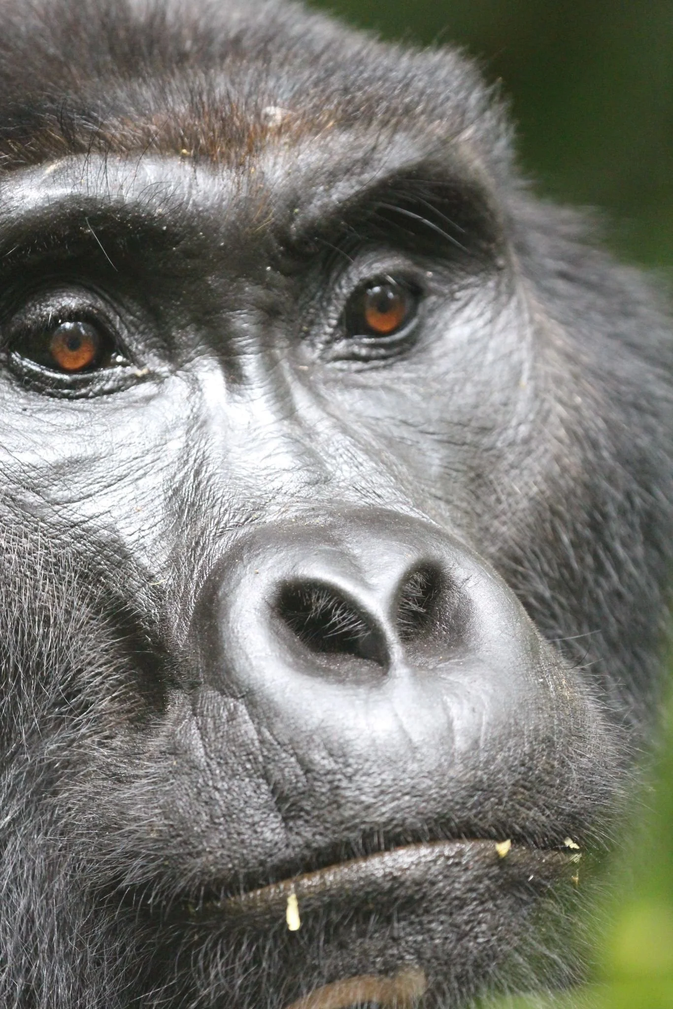 Close-up of a mountain gorilla during a gorilla trekking experience in Africa