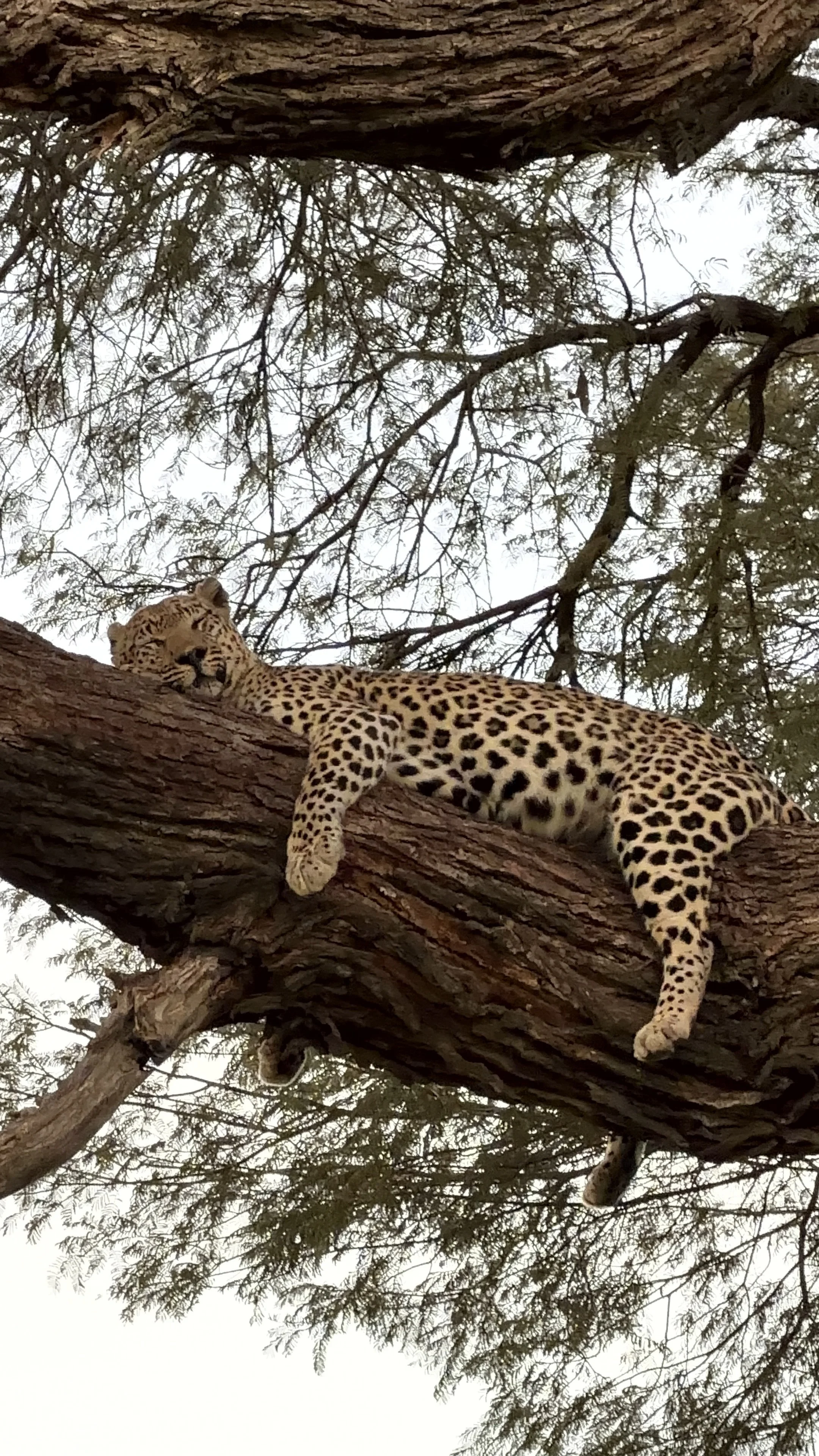 Leopard resting in a tree during a safari in Africa