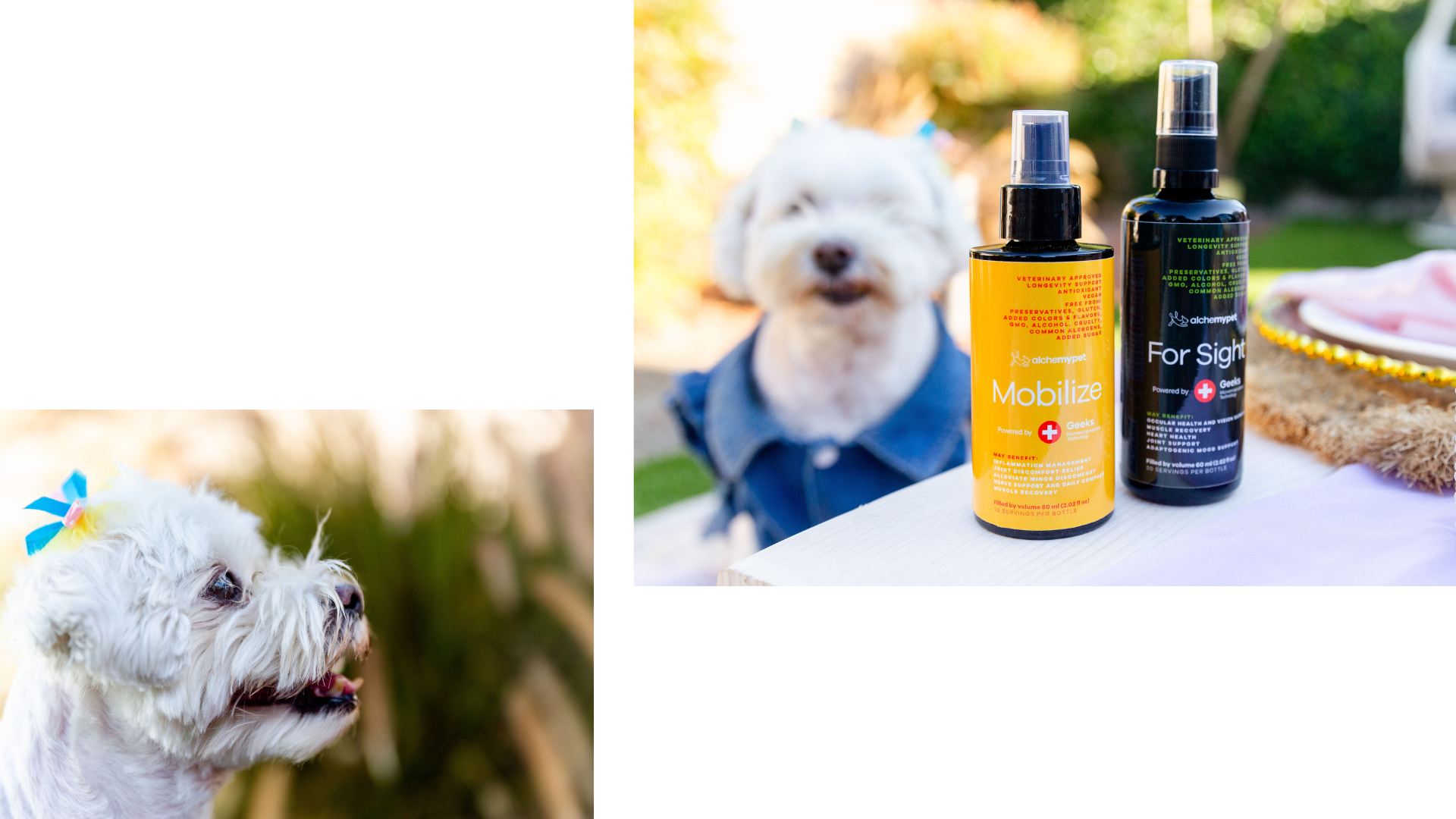 AlchemyPet For Sight | Laguna Beach Living Puppy Picnic | Support for dog's aging eyes