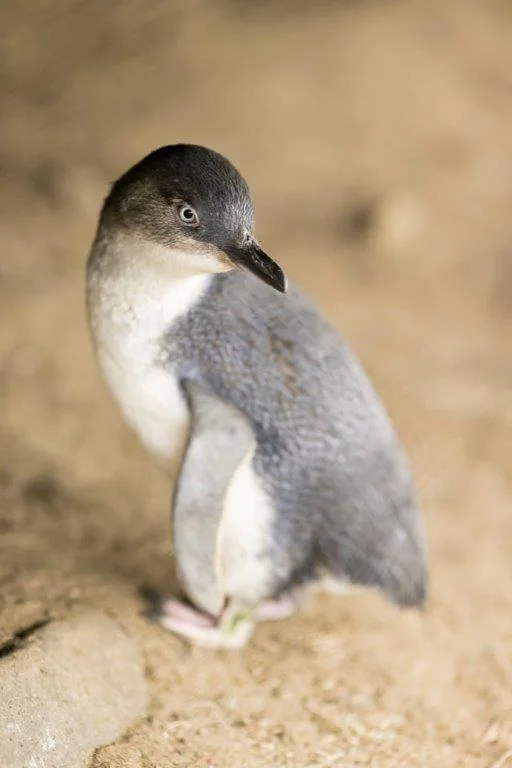 Baby Penguin, Phillip Island, Victoria, Australia
