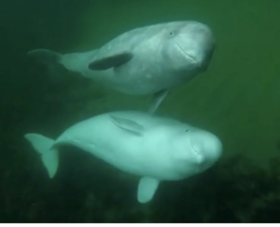 Snorkeling with 50,000 Beluga Whales in Arctic waters